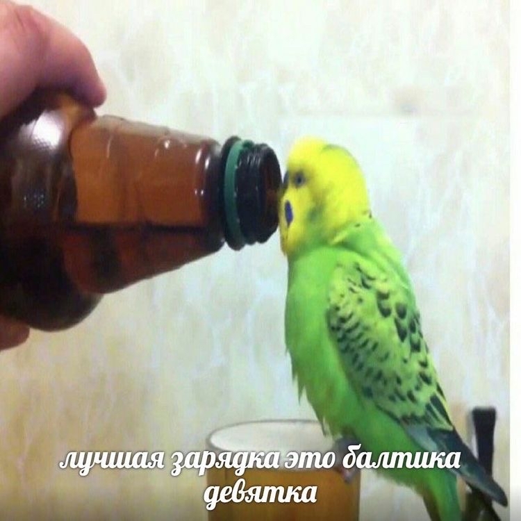 Parrots - A parrot, Budgies, Memes, Mood, Longpost