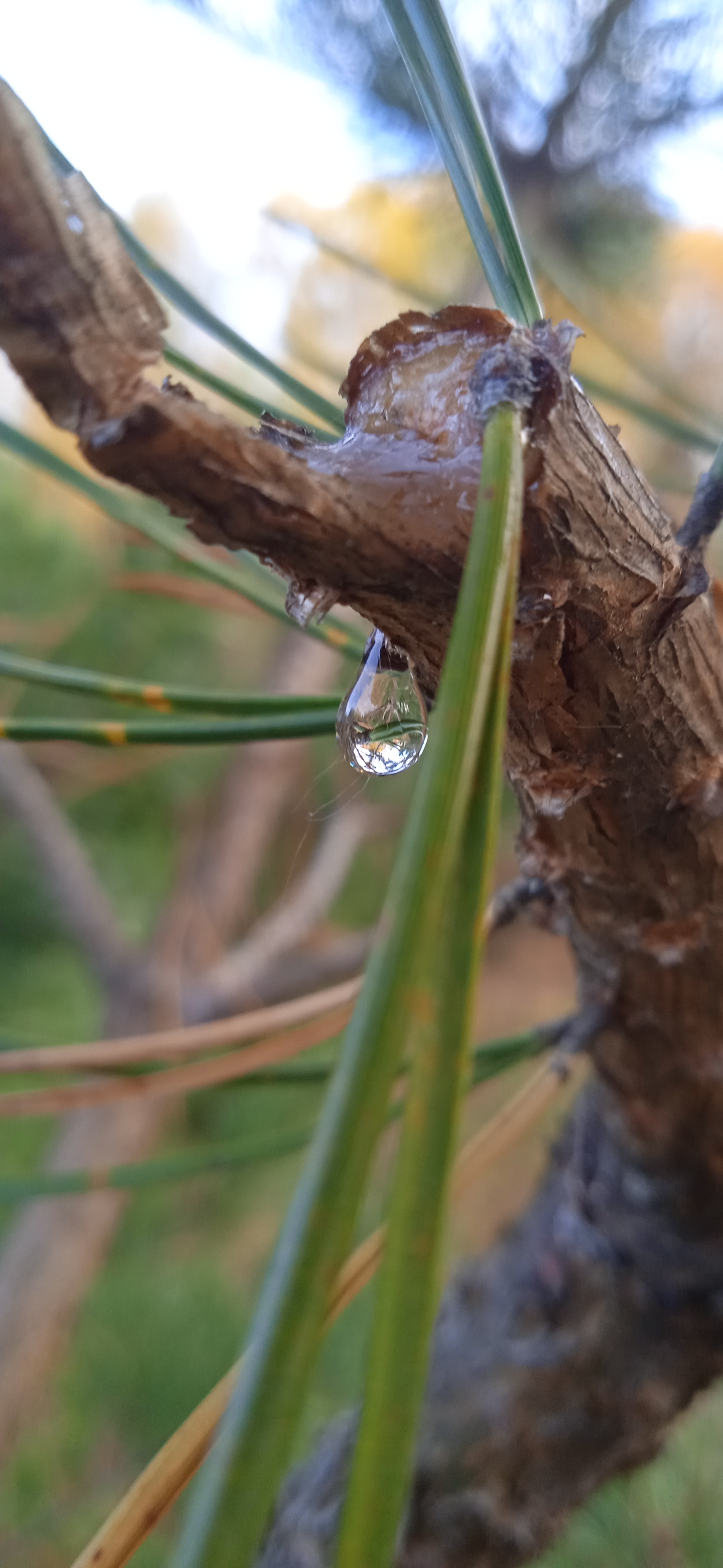 resin drop - My, Mobile photography, Nature, Longpost