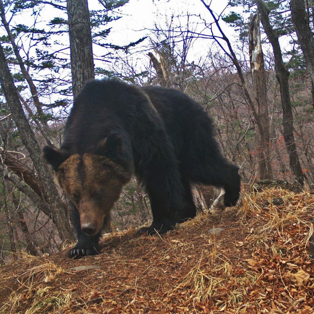 History of one camera trap - Leopard, Far Eastern leopard, The Bears, Boar, Deer, Wild animals, Land of the Leopard, Reserves and sanctuaries, , National park, Phototrap, Interesting, Predatory animals, Longpost