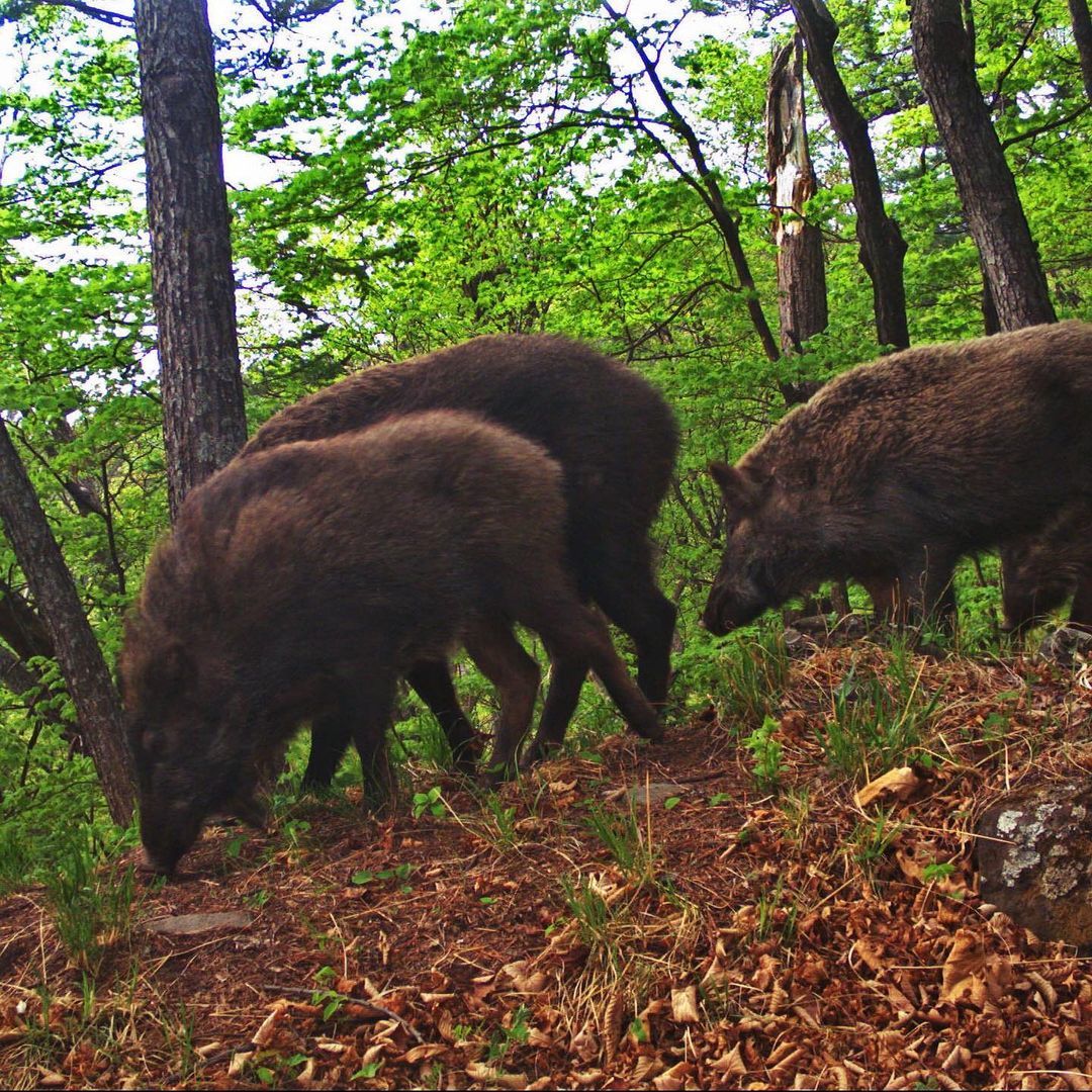 History of one camera trap - Leopard, Far Eastern leopard, The Bears, Boar, Deer, Wild animals, Land of the Leopard, Reserves and sanctuaries, , National park, Phototrap, Interesting, Predatory animals, Longpost