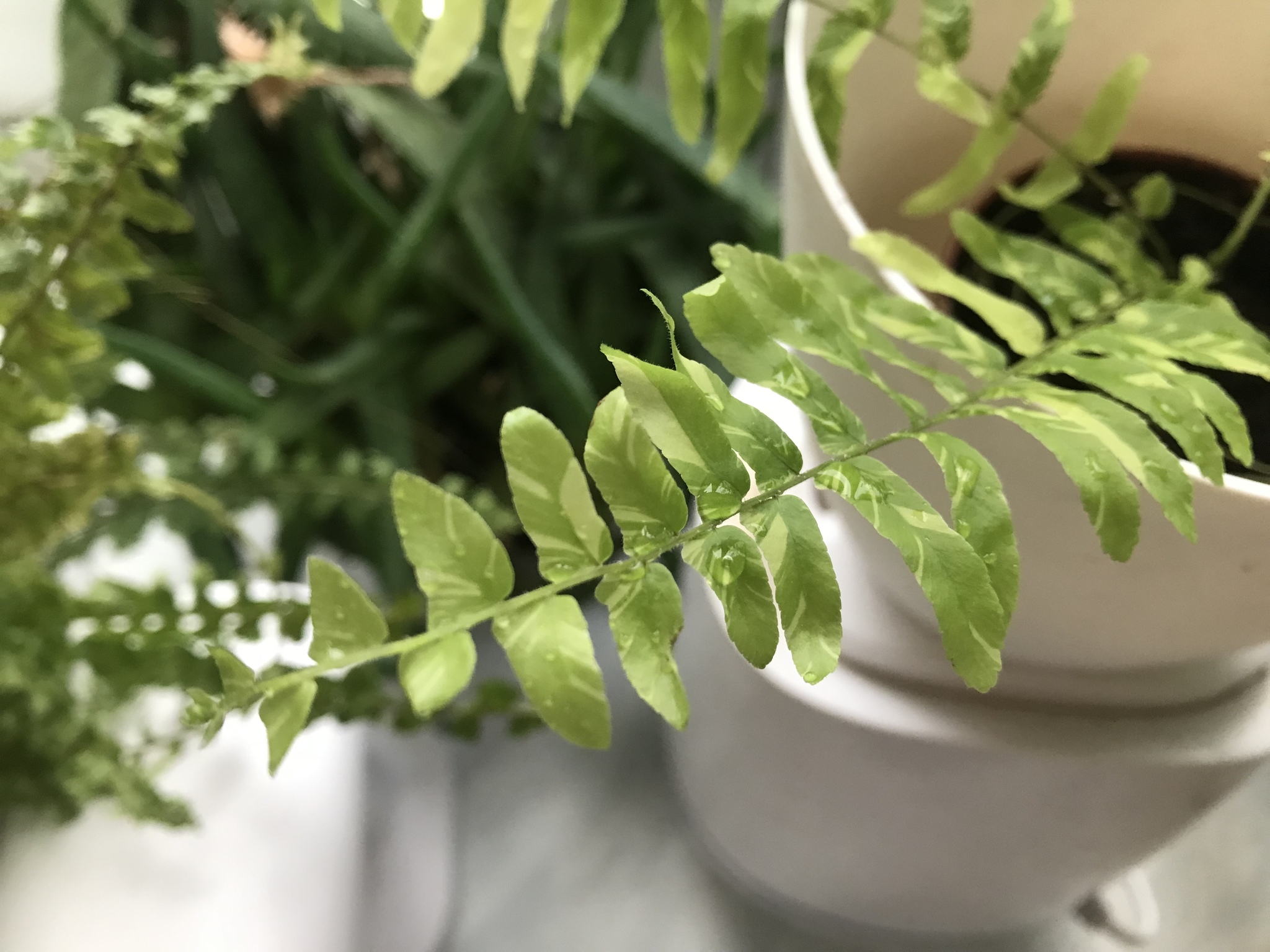 Nephrolepis Tiger Fern - My, Houseplants, Plants, Fern