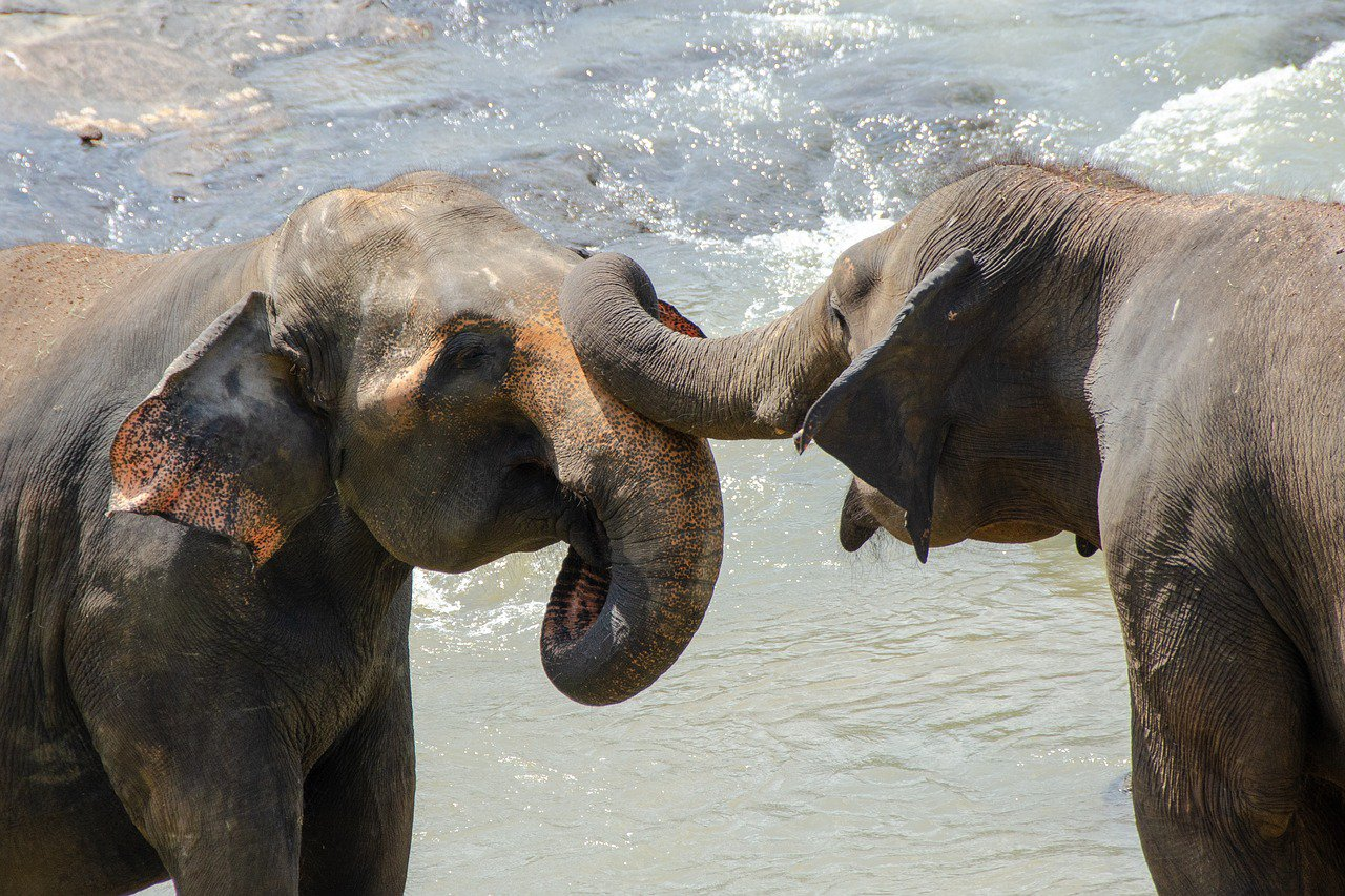 Elephants can be friends as long as it suits them - Elephants, Biologists, China, Research, The national geographic, Benefit, Animals, Myanmar, Longpost