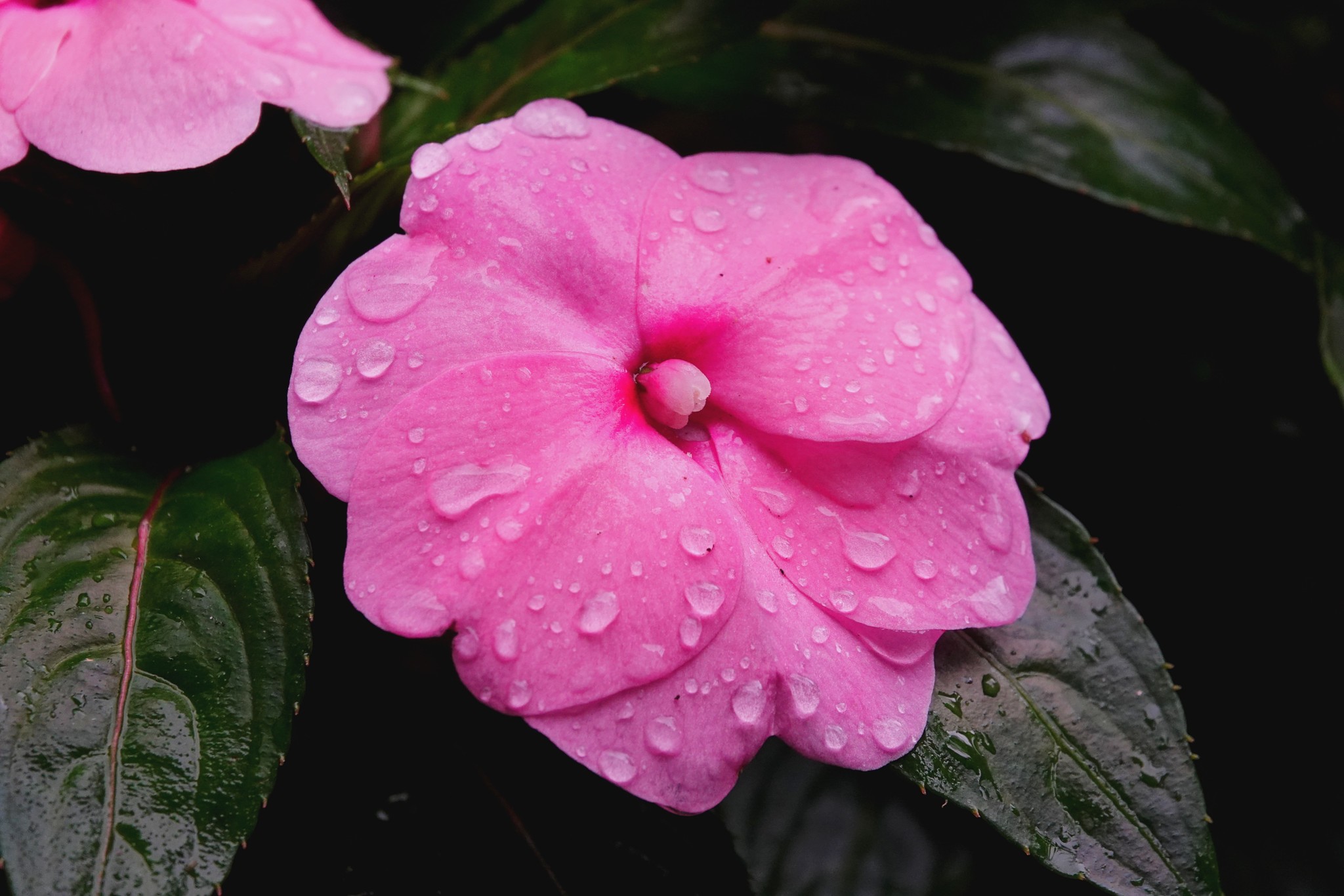 Tears of autumn - My, Netherlands (Holland), Flowers, Nature