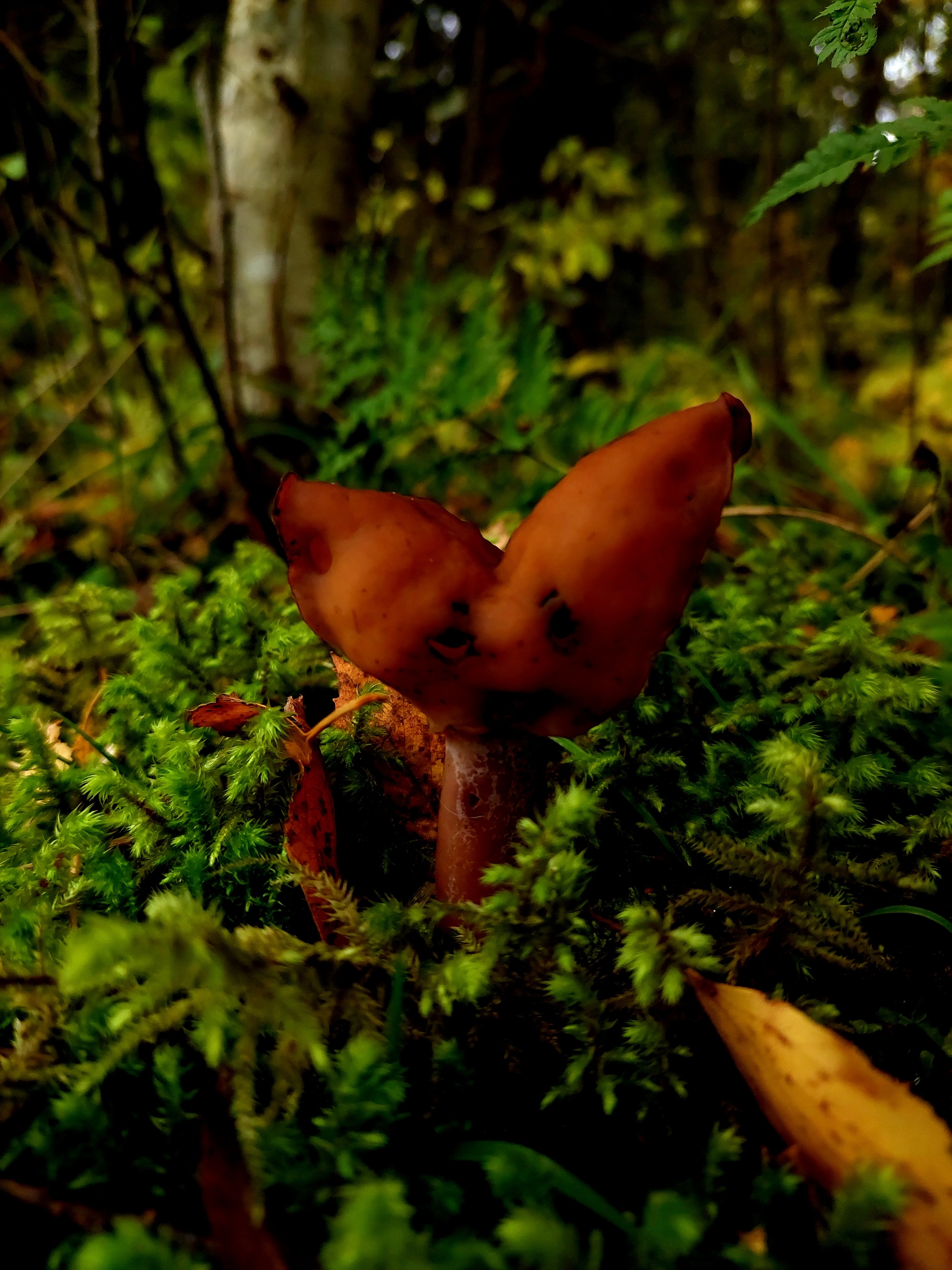 tired mushroom - My, Mushrooms, Stitch, Autumn, Leningrad region, Pareidolia, Longpost