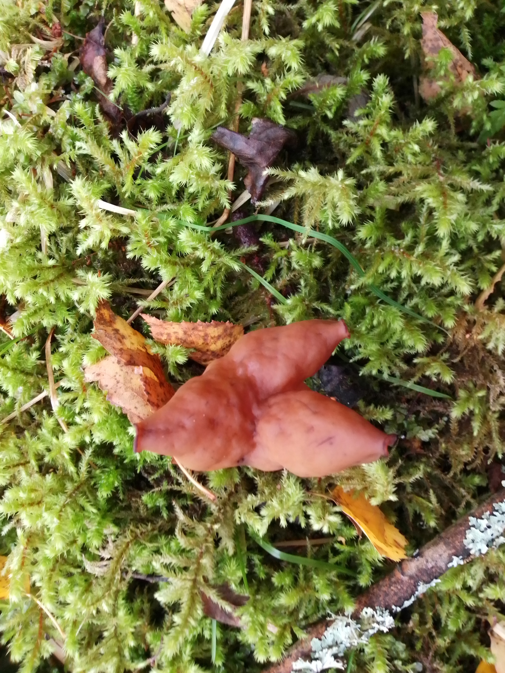 tired mushroom - My, Mushrooms, Stitch, Autumn, Leningrad region, Pareidolia, Longpost