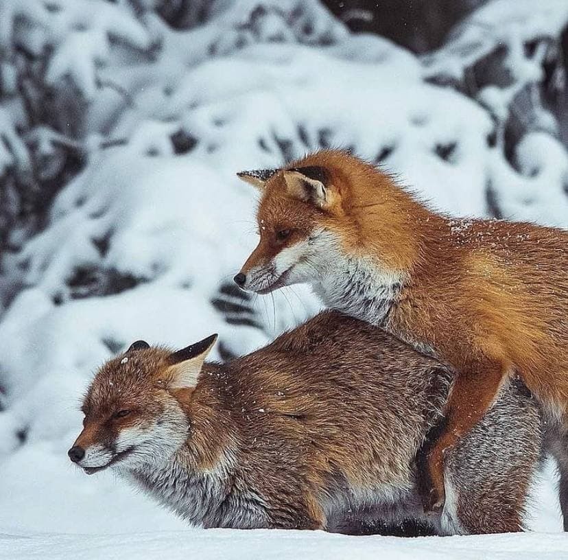 Winter fun - Fox, Mat, Winter, Snow, Sex, Fur, Milota, , Pairing, The photo