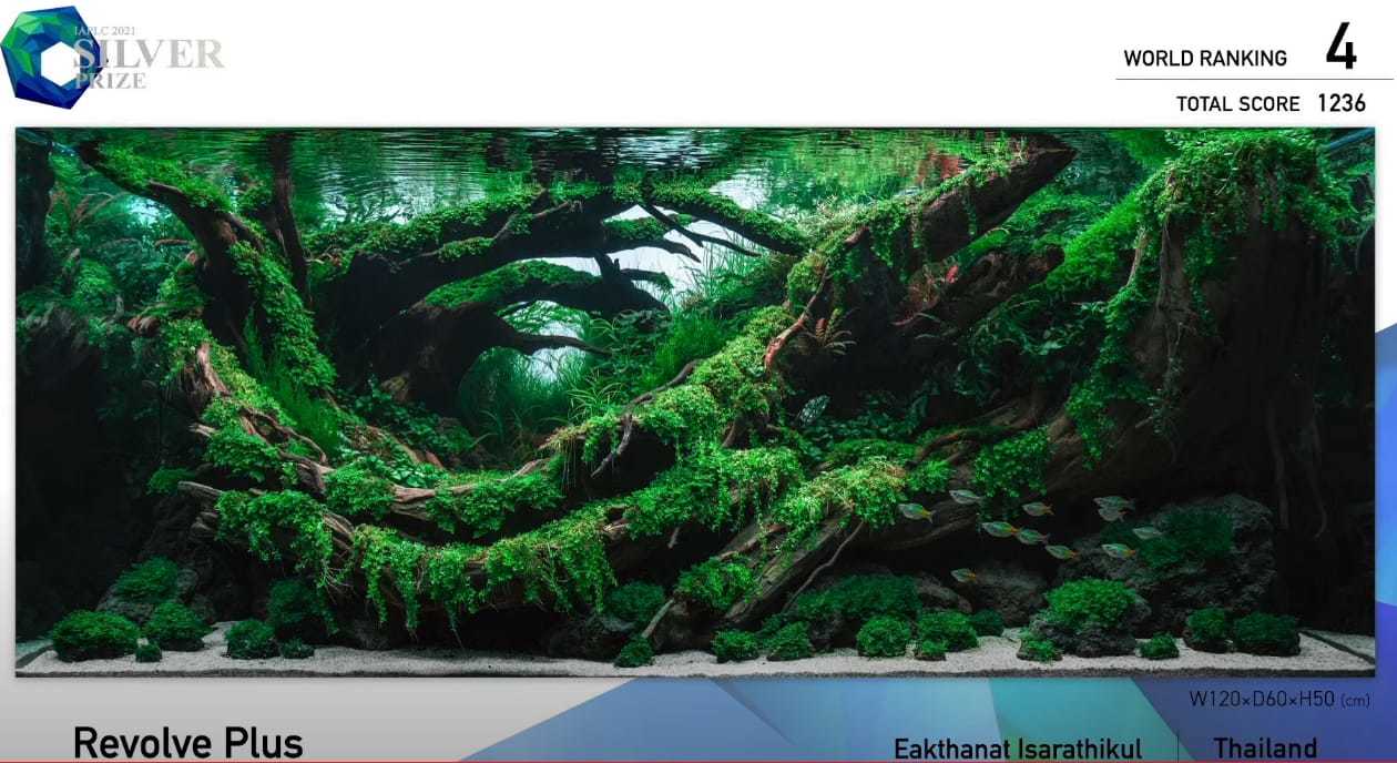 Aquascapes of the winners of the IAPLC2021 aquascape competition: - Aquarium, Competition, Longpost, The photo