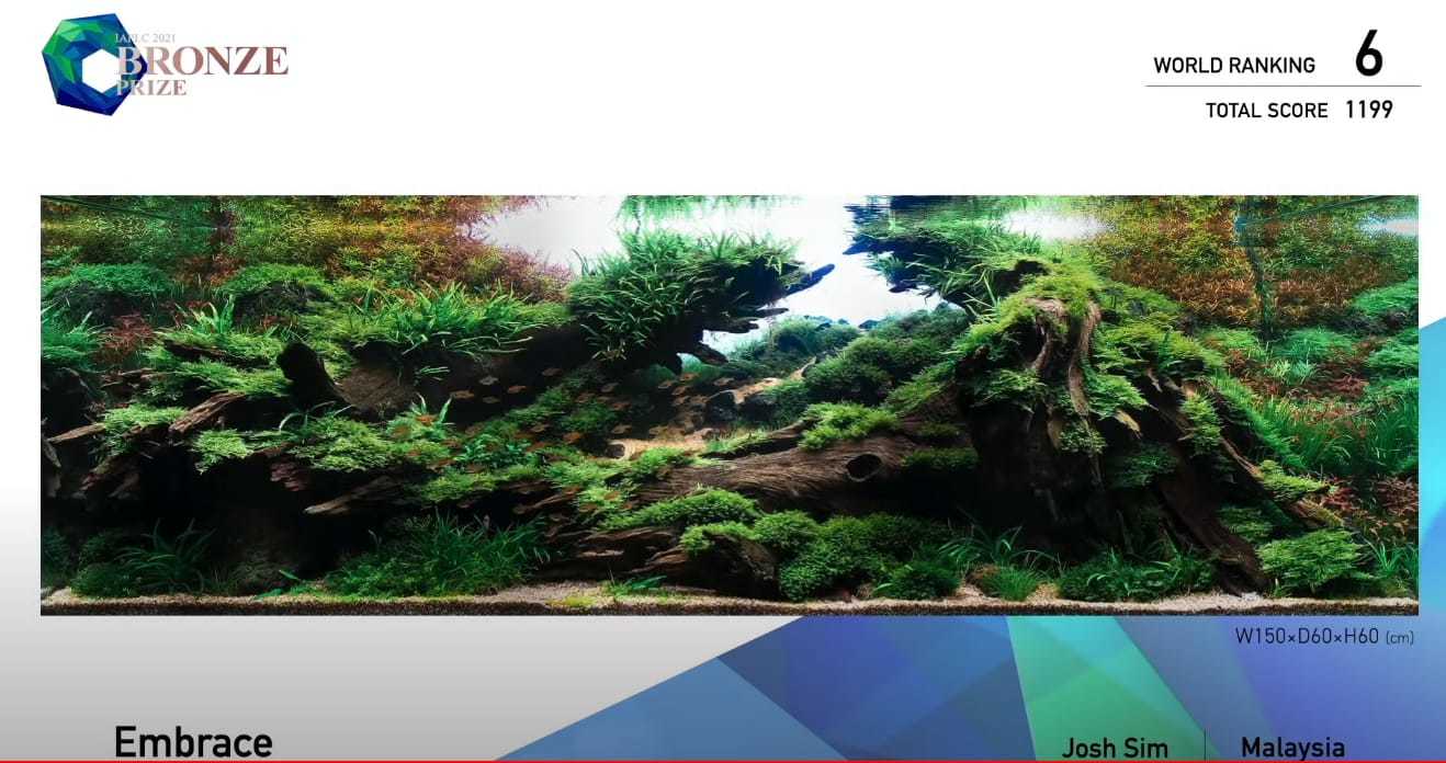 Aquascapes of the winners of the IAPLC2021 aquascape competition: - Aquarium, Competition, Longpost, The photo