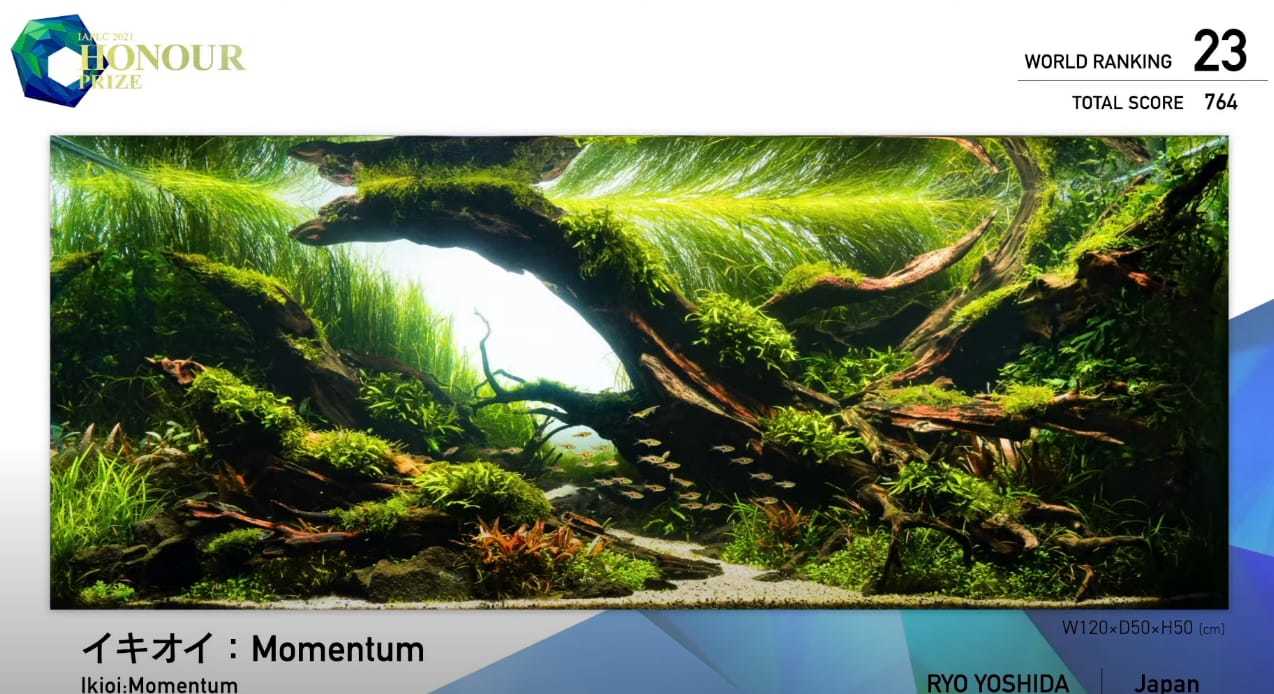 Aquascapes of the winners of the IAPLC2021 aquascape competition: - Aquarium, Competition, Longpost, The photo