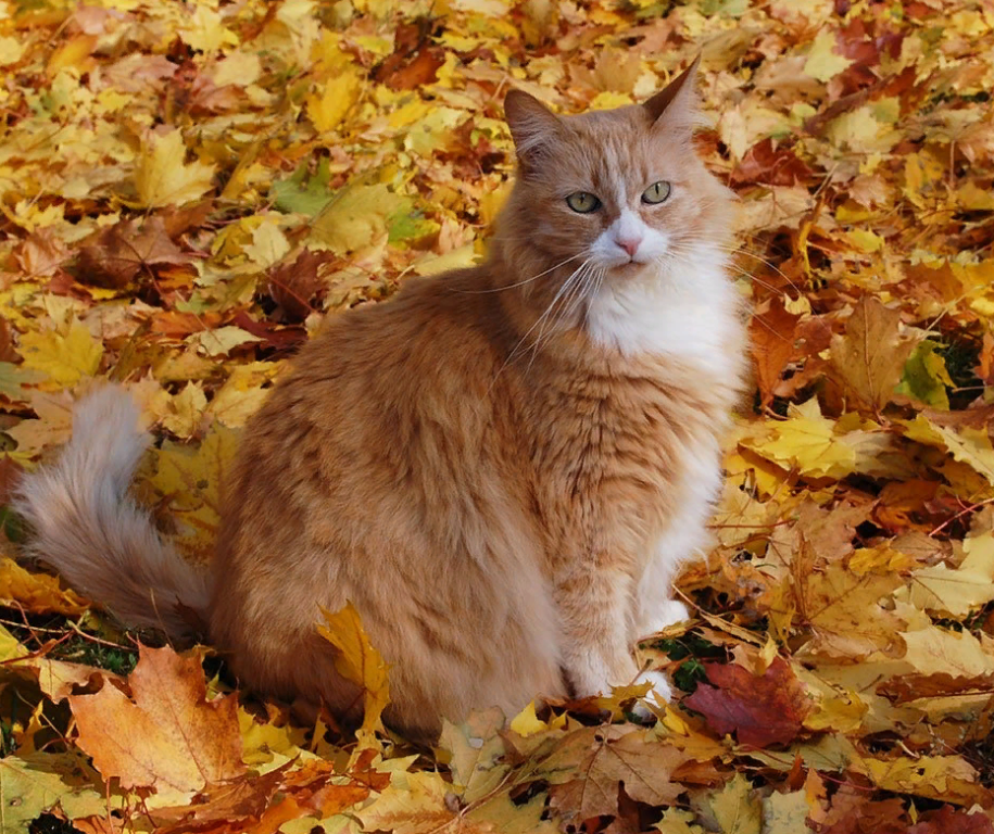 Red autumn :) - My, Autumn, October, Nature, beauty, Autumn leaves, Mood, cat, Essay, Longpost