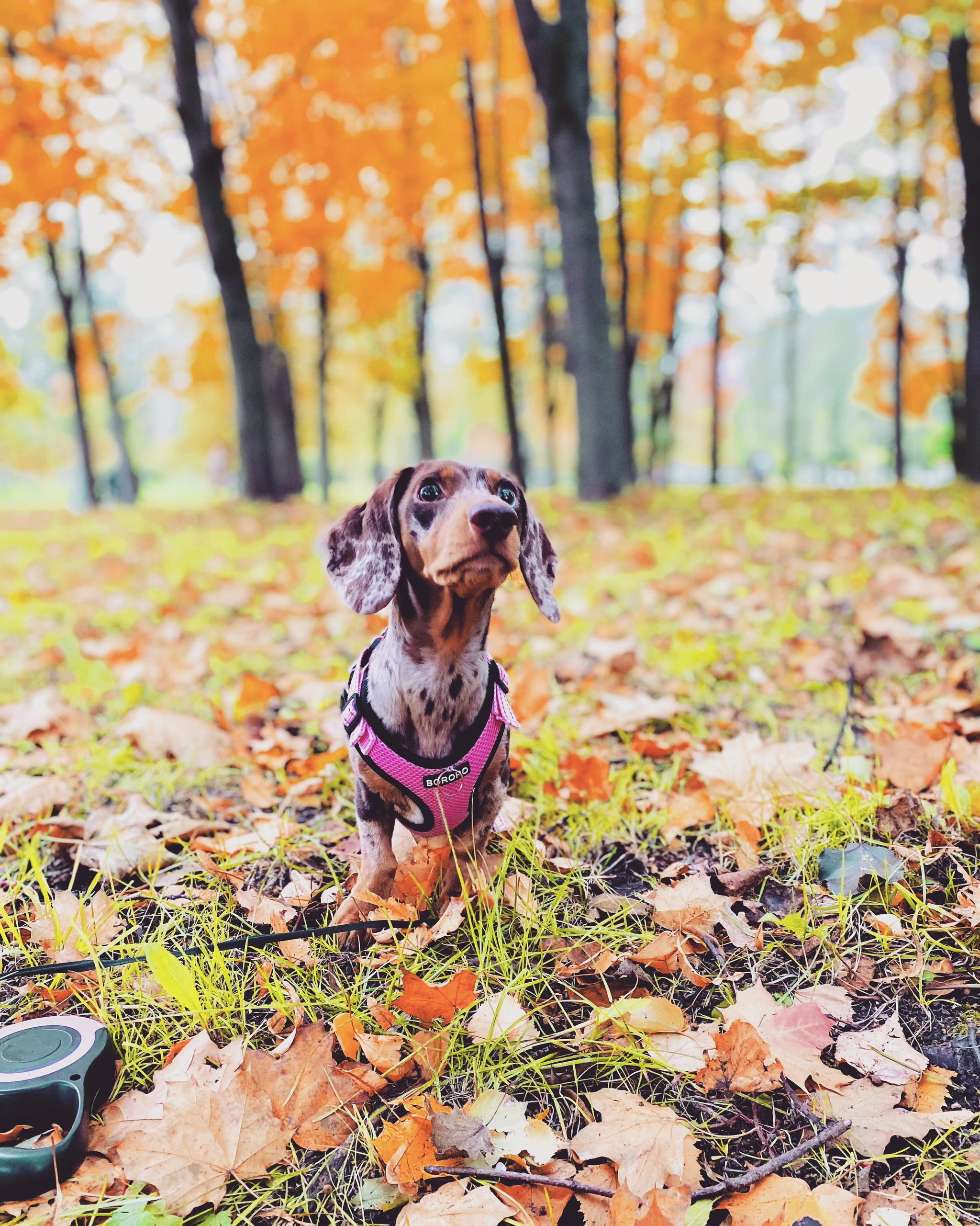 Autumn in St. Petersburg - My, Autumn, Saint Petersburg, Dog, The photo, beauty of nature, Longpost, Autumn leaves, Mobile photography