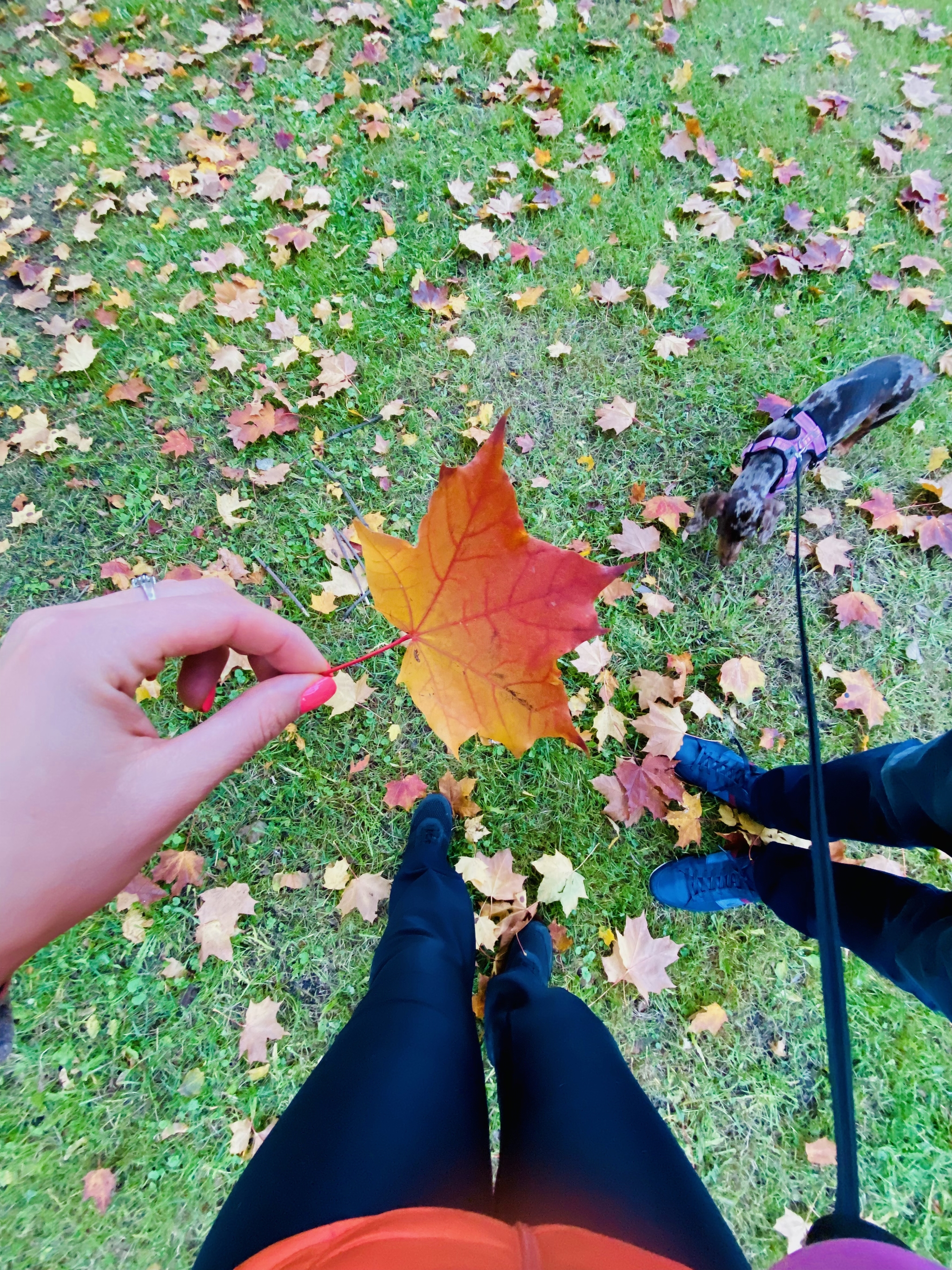 Autumn in St. Petersburg - My, Autumn, Saint Petersburg, Dog, The photo, beauty of nature, Longpost, Autumn leaves, Mobile photography