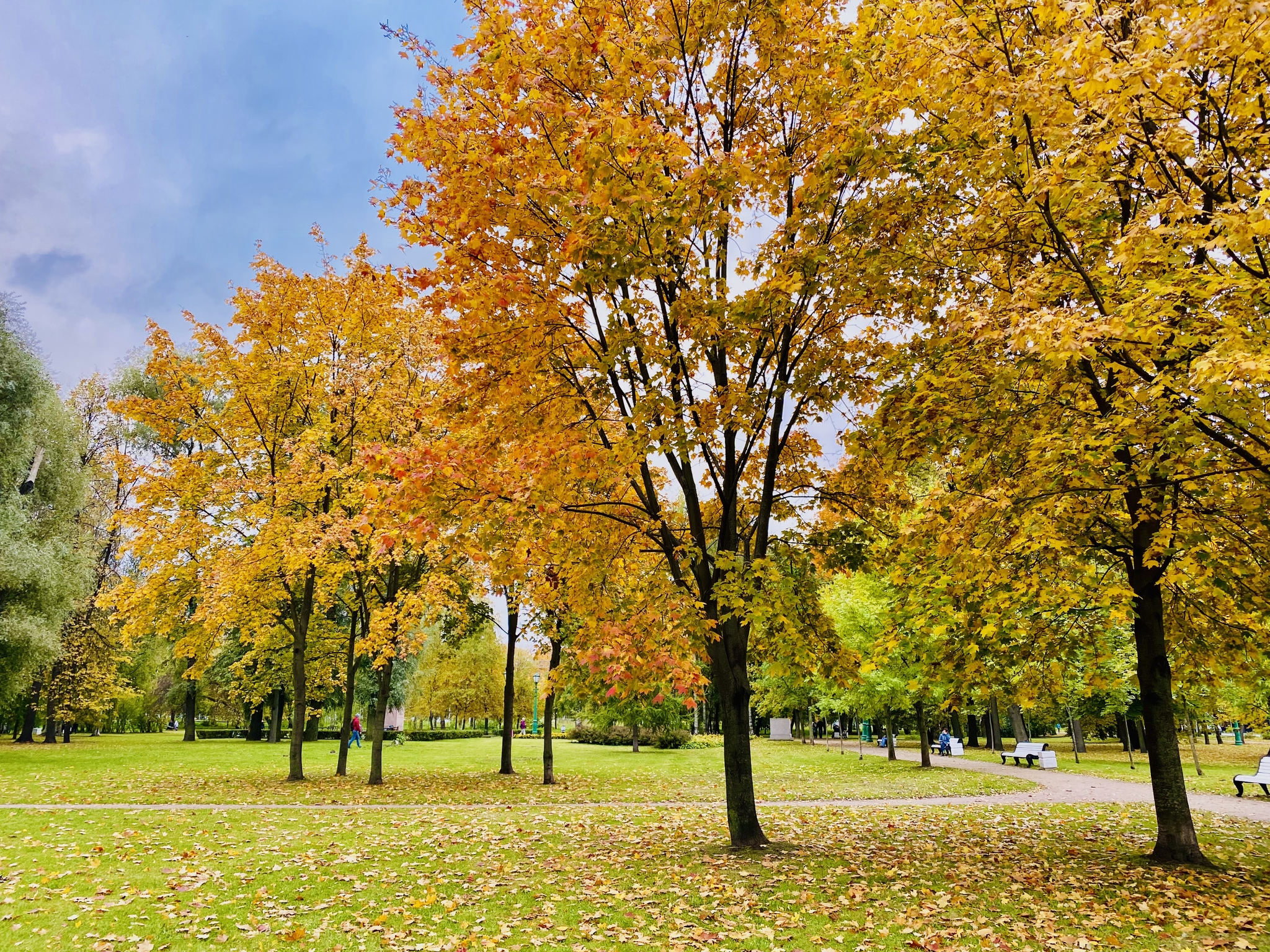 Autumn in St. Petersburg - My, Autumn, Saint Petersburg, Dog, The photo, beauty of nature, Longpost, Autumn leaves, Mobile photography