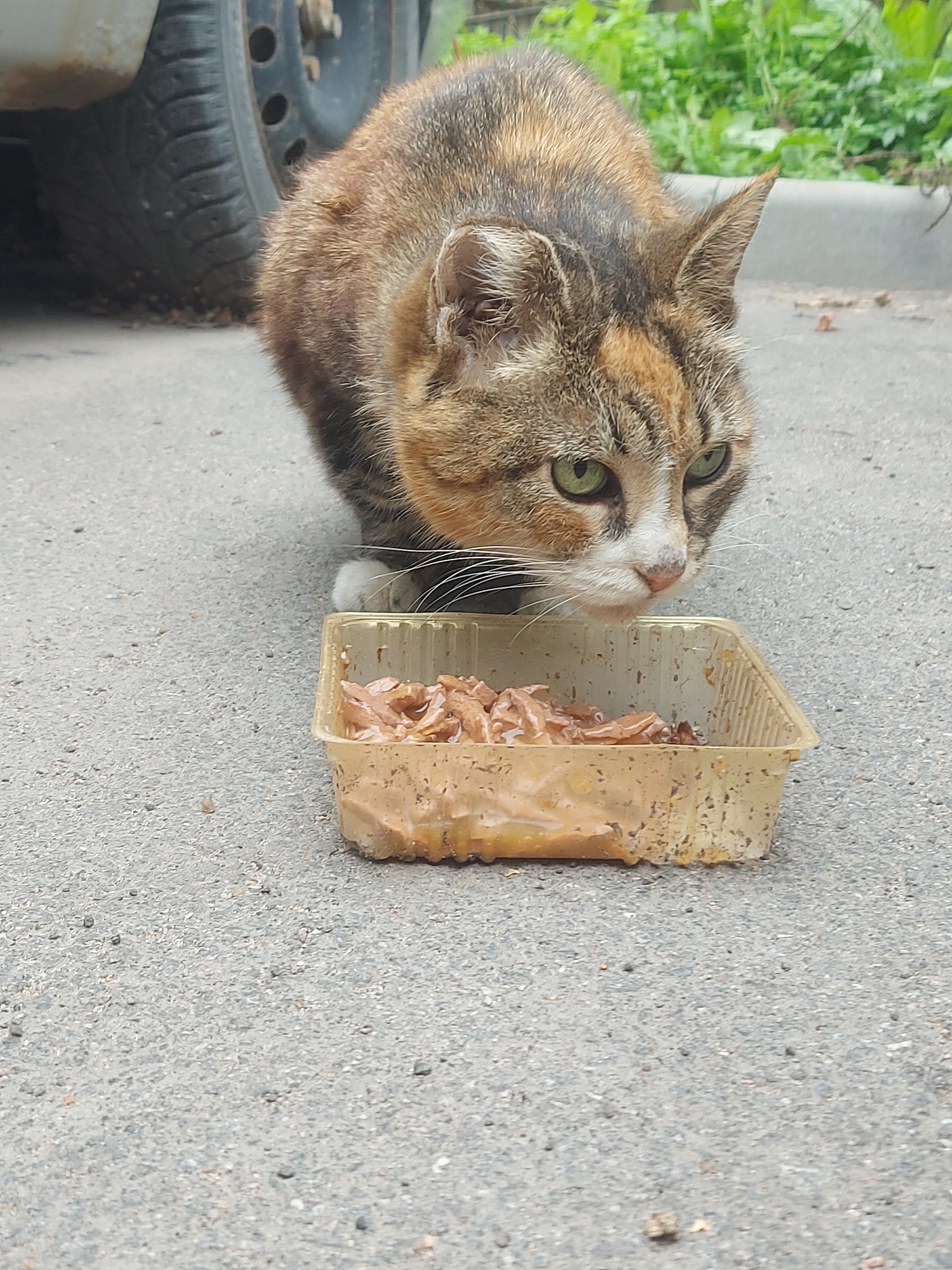 Disabled cat survives on the street, St. Petersburg - My, cat, No rating, In good hands, Helping animals, Saint Petersburg, Tricolor cat, Good league, Longpost