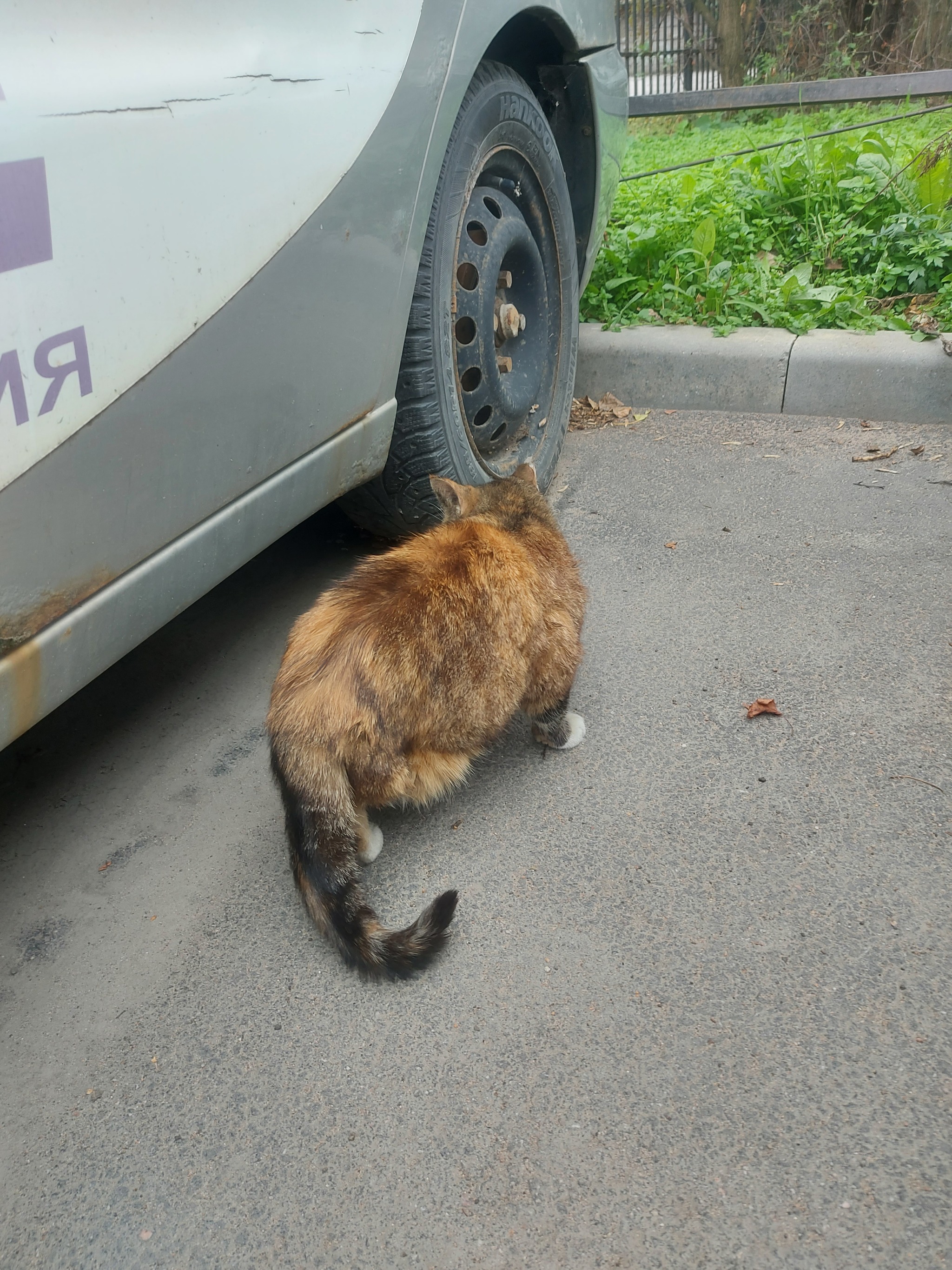 Disabled cat survives on the street, St. Petersburg - My, cat, No rating, In good hands, Helping animals, Saint Petersburg, Tricolor cat, Good league, Longpost