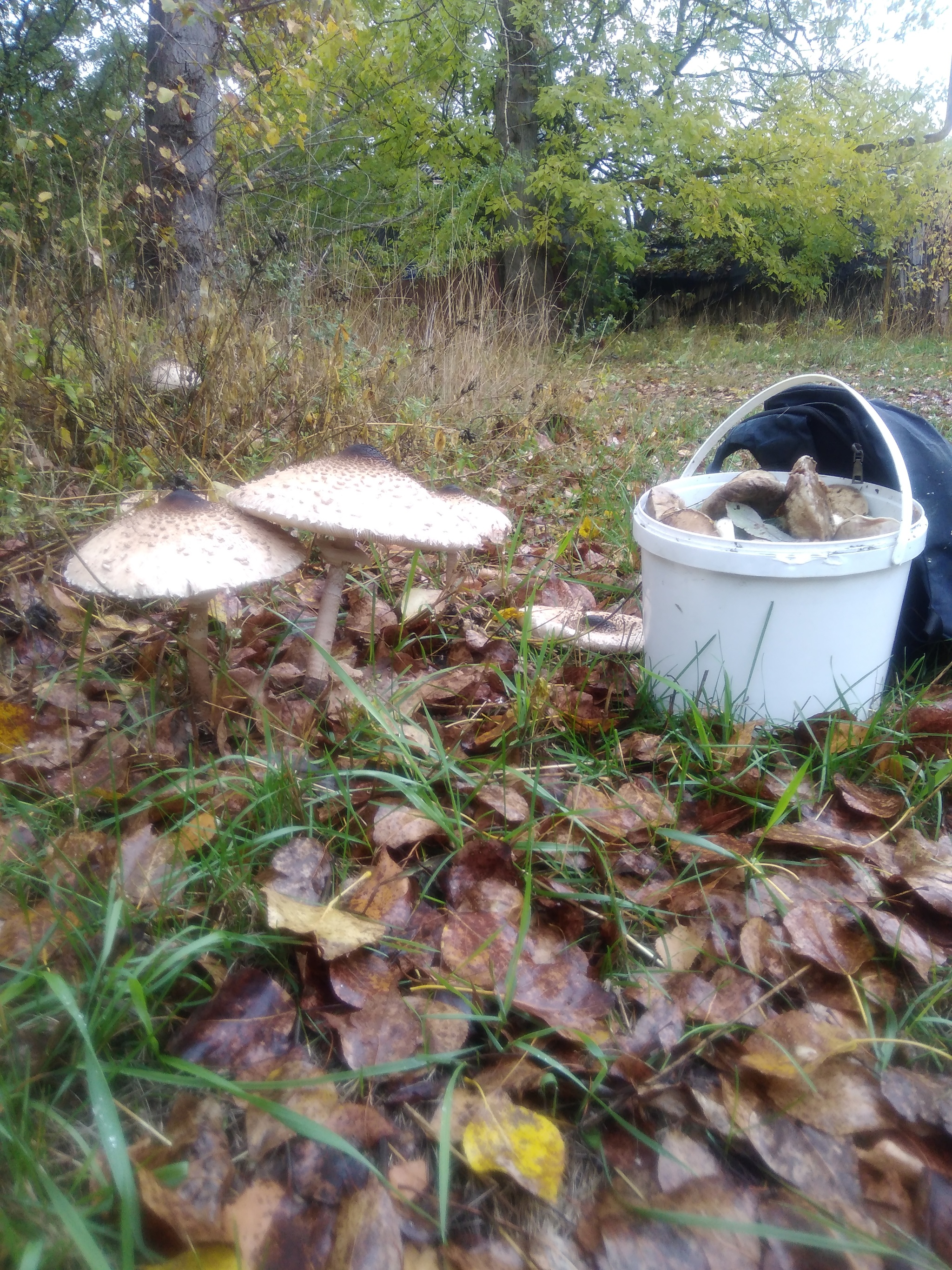 question about mushrooms - My, Mushrooms, Question, Video, Longpost