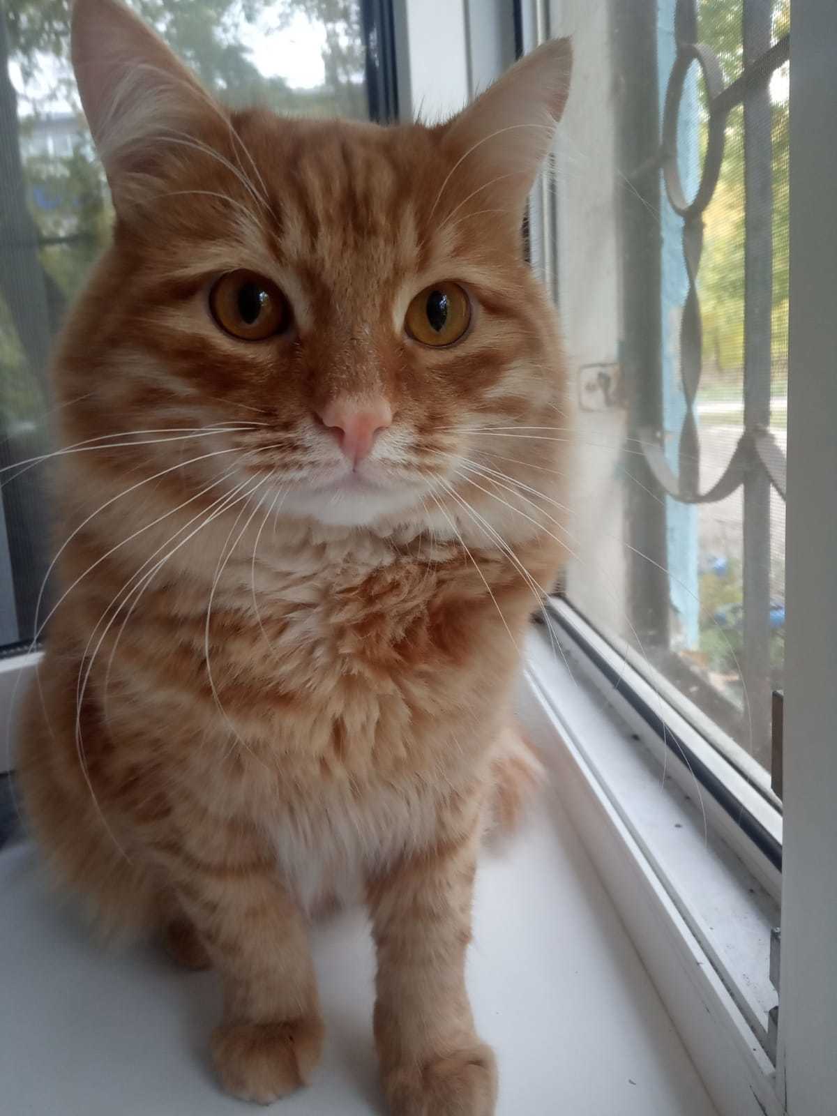 Ginger) - My, cat, Redheads, Fluffy, Longpost