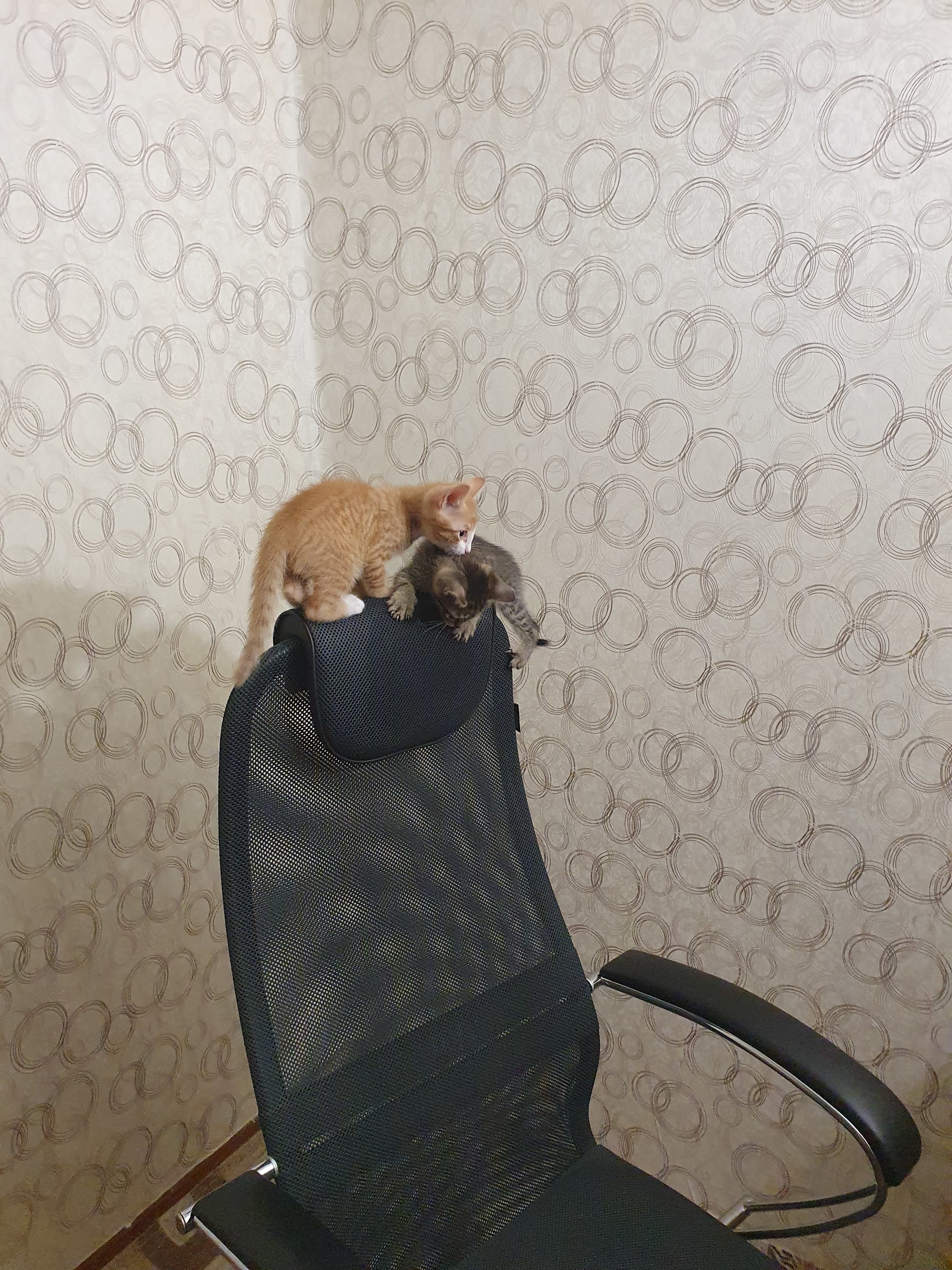 Wring out the chair - My, Kittens, Armchair, Longpost, cat