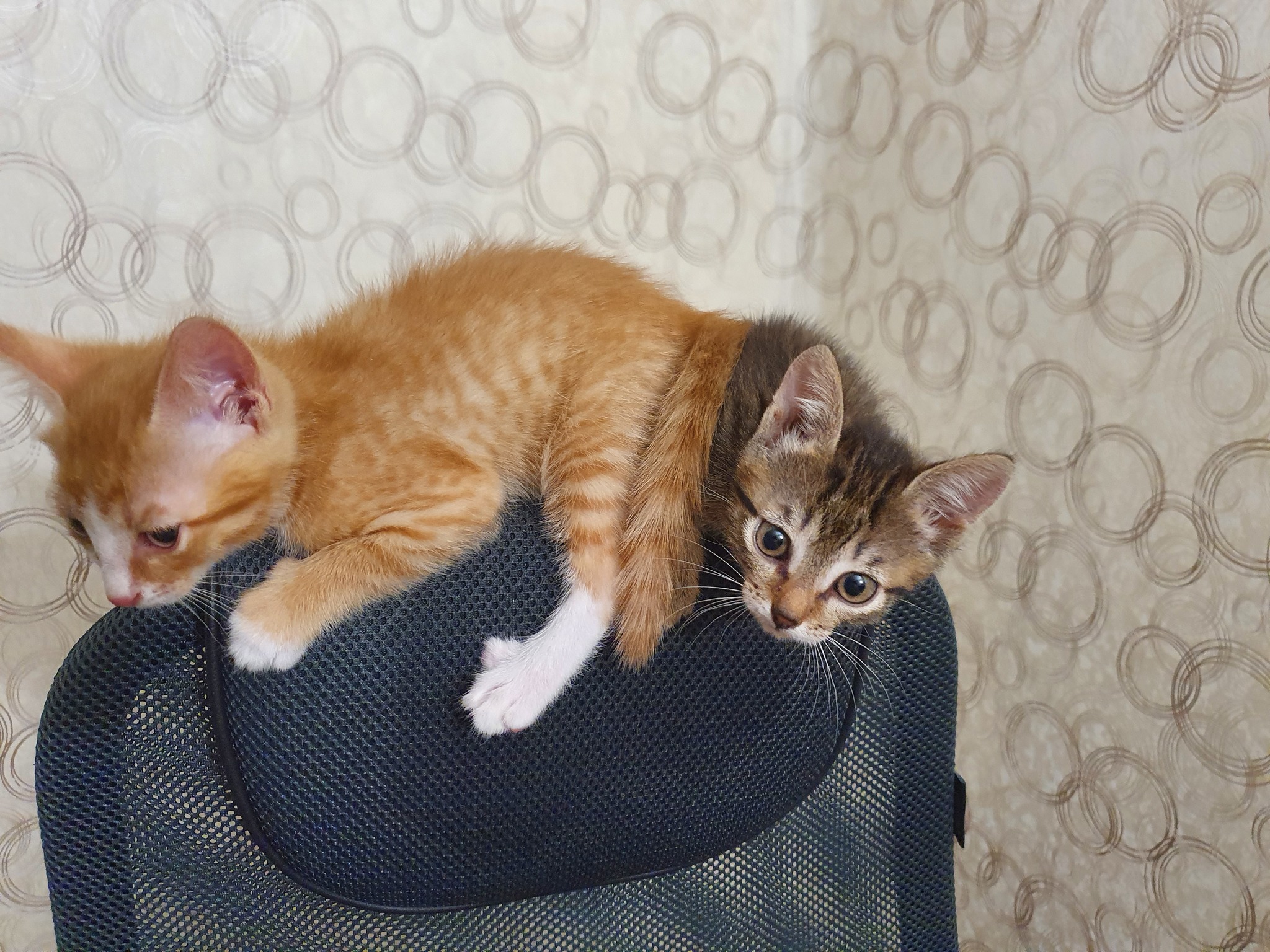 Wring out the chair - My, Kittens, Armchair, Longpost, cat