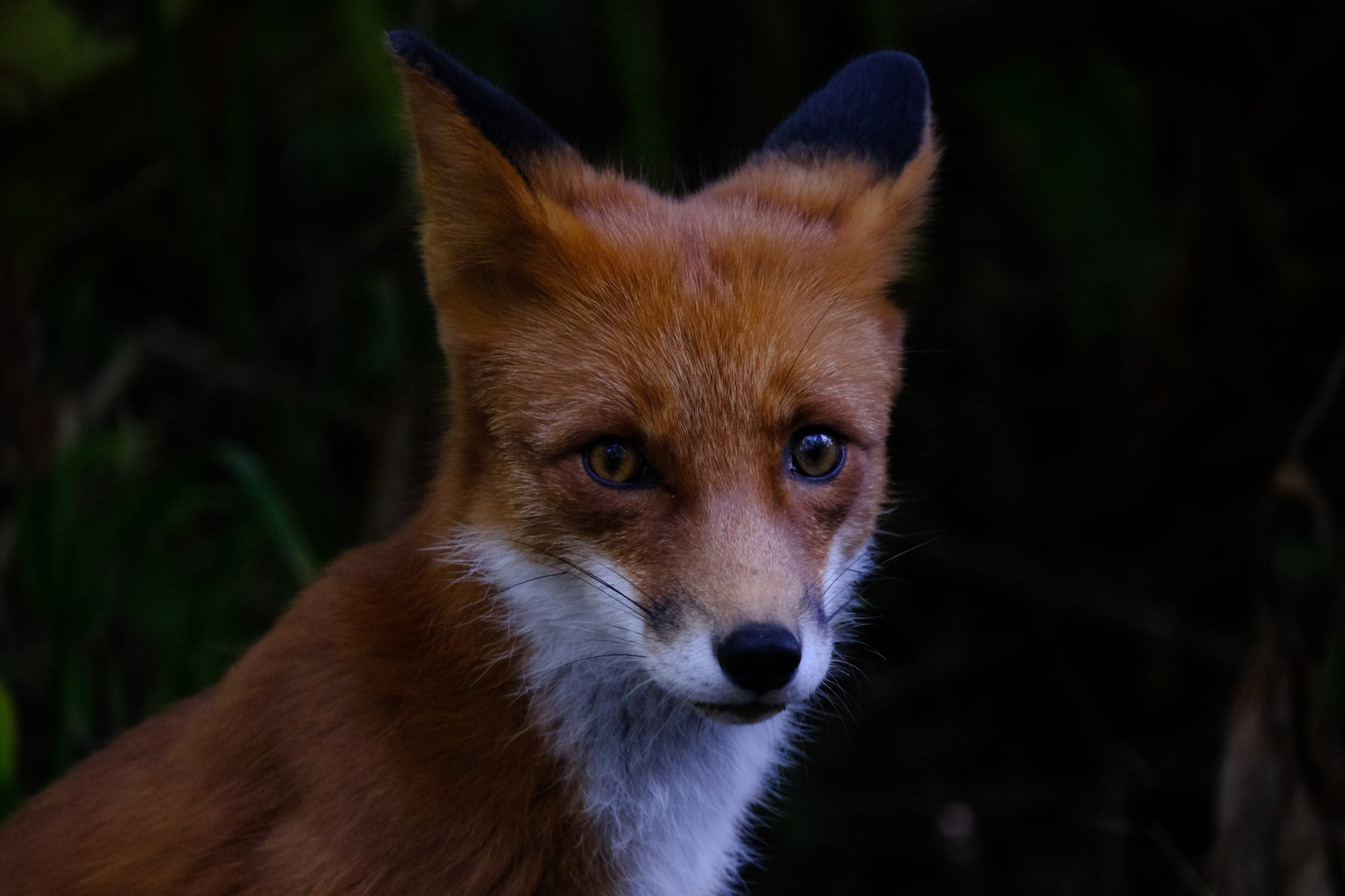 Fox portrait - Fox, Wild animals, Kamchatka, beauty of nature, The national geographic, The photo