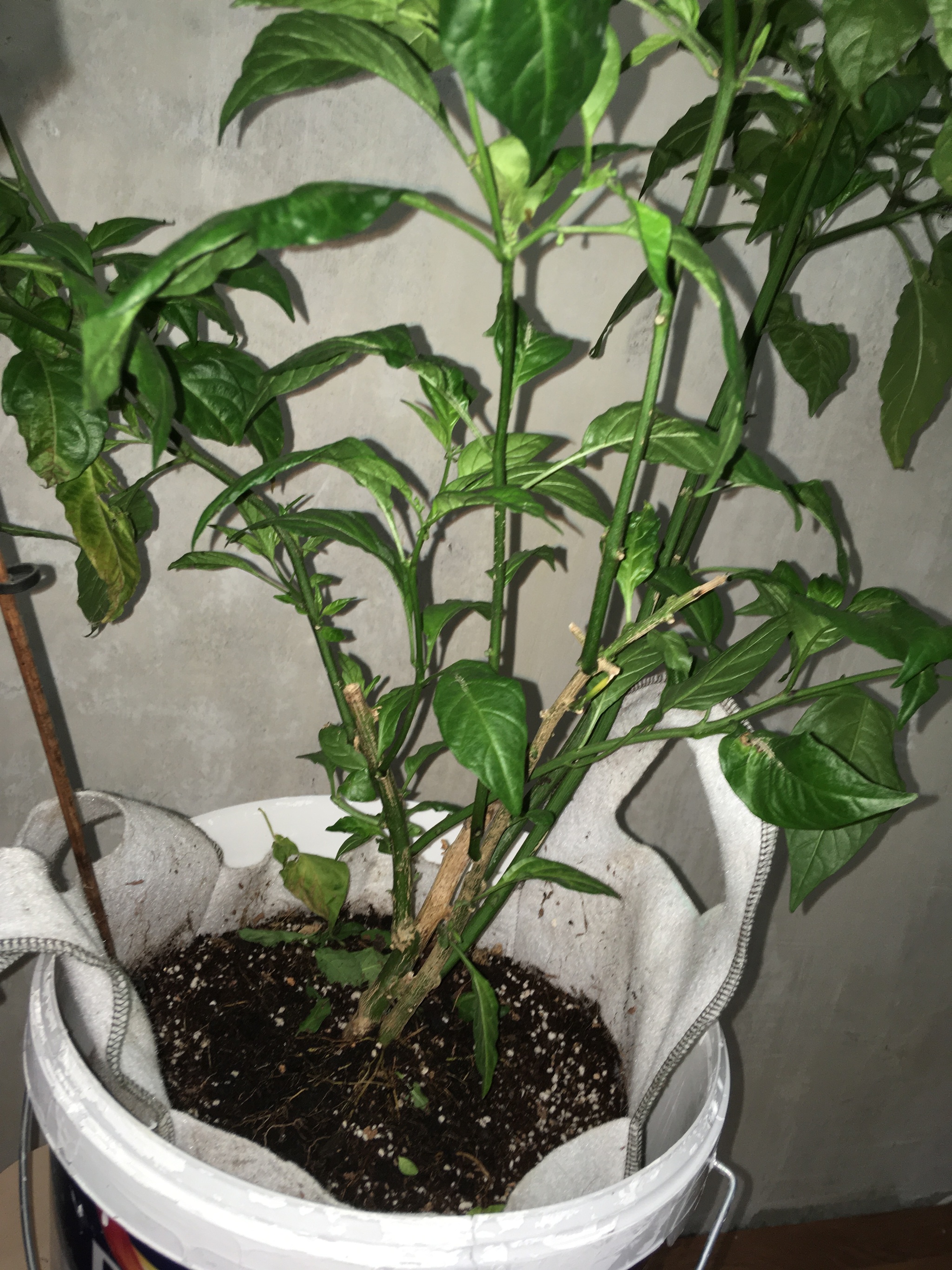 Help Save the Carolina Reaper Bush! - My, Carolinian Reaper, Hot peppers, Longpost, Pepper farming, Help