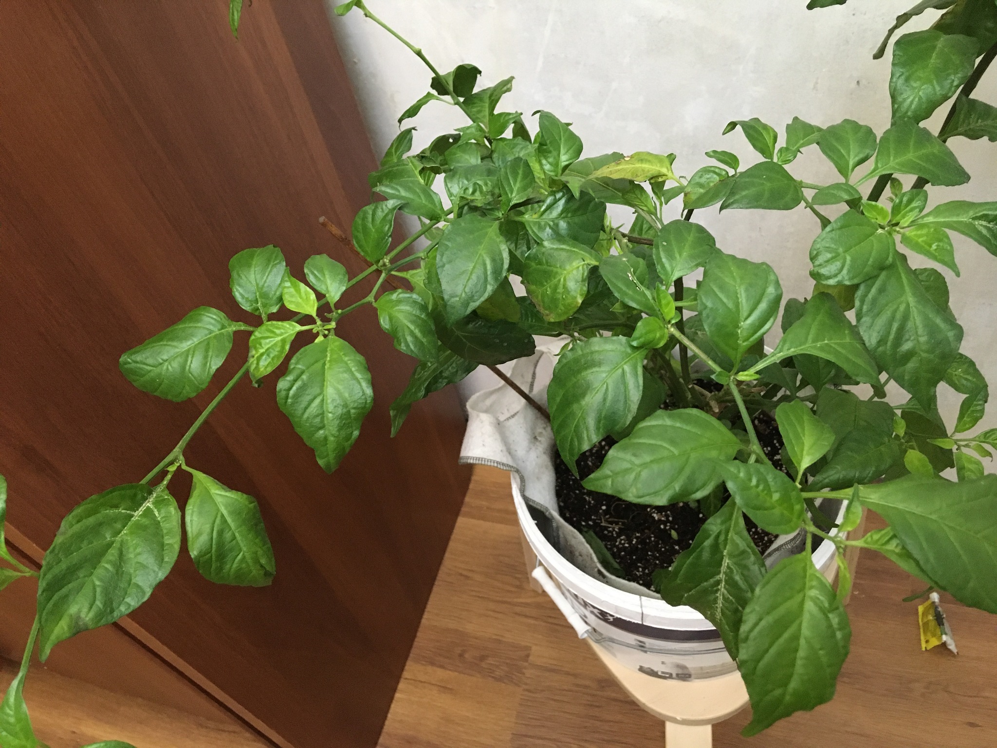 Help Save the Carolina Reaper Bush! - My, Carolinian Reaper, Hot peppers, Longpost, Pepper farming, Help