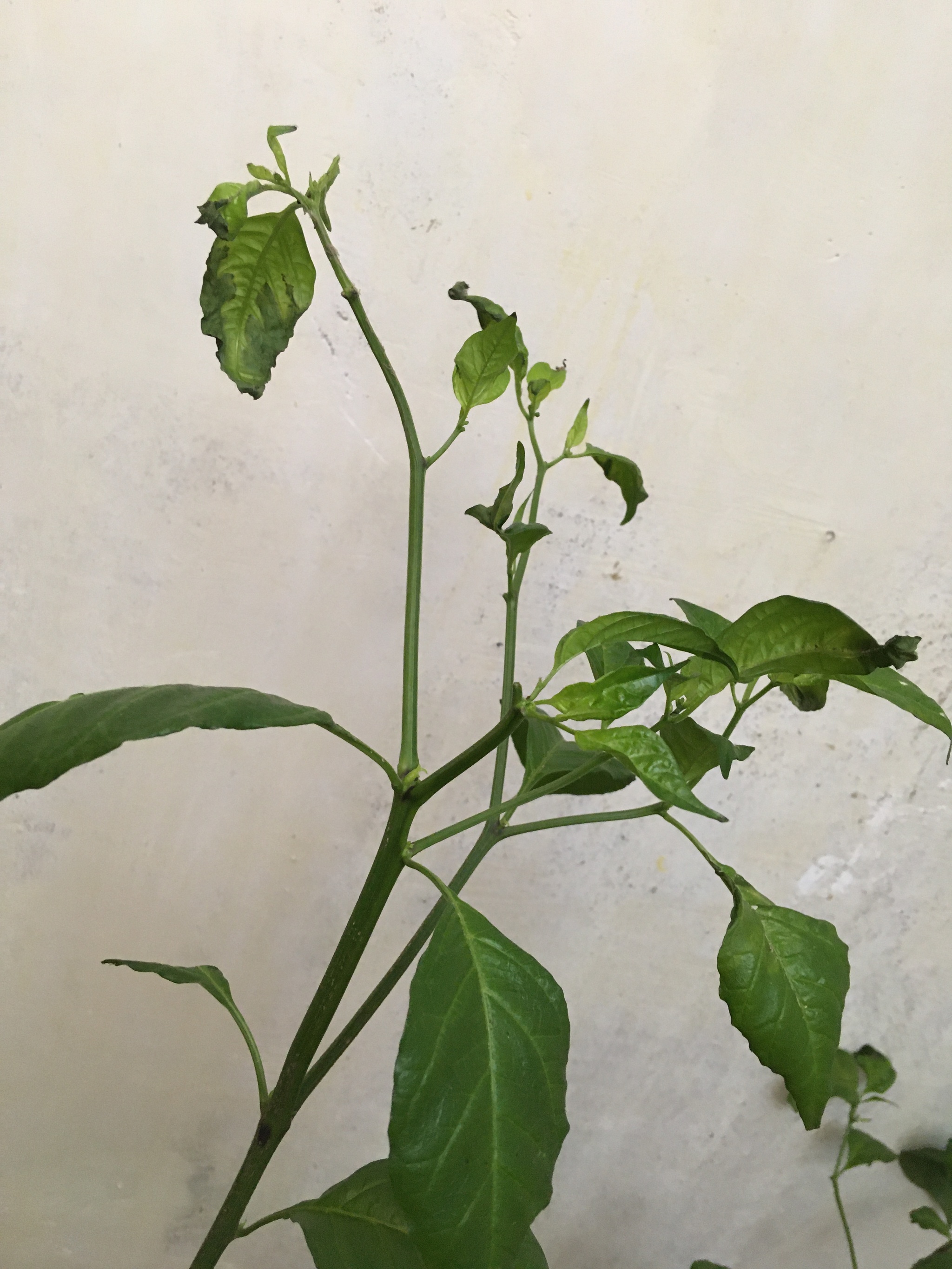 Help Save the Carolina Reaper Bush! - My, Carolinian Reaper, Hot peppers, Longpost, Pepper farming, Help