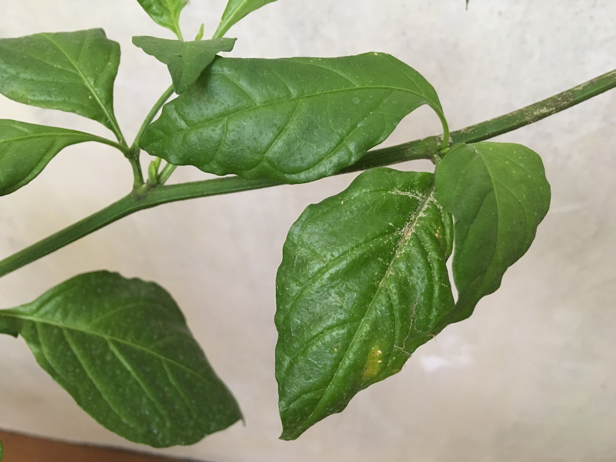 Help Save the Carolina Reaper Bush! - My, Carolinian Reaper, Hot peppers, Longpost, Pepper farming, Help