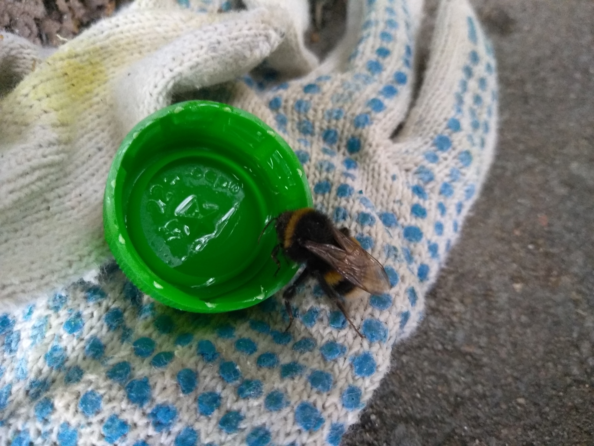 Join the league of bumblebee feeders :) - My, Bumblebee, Help, Feeding, Insects, Positive