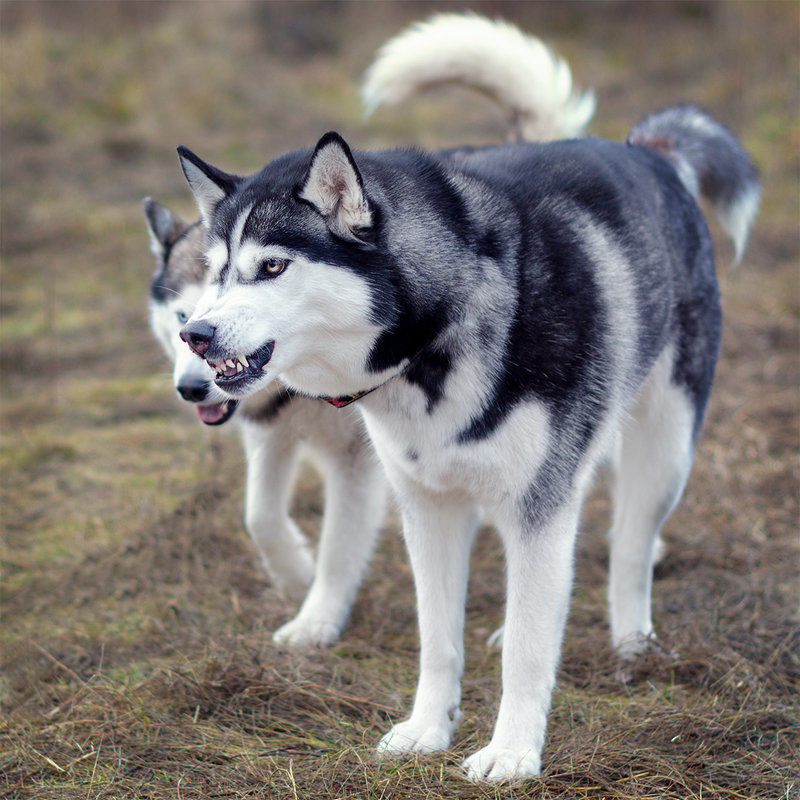 What's wrong with the Husky? Myths and reality - My, Siberian Husky, Husky, Myths, Longpost, Dog