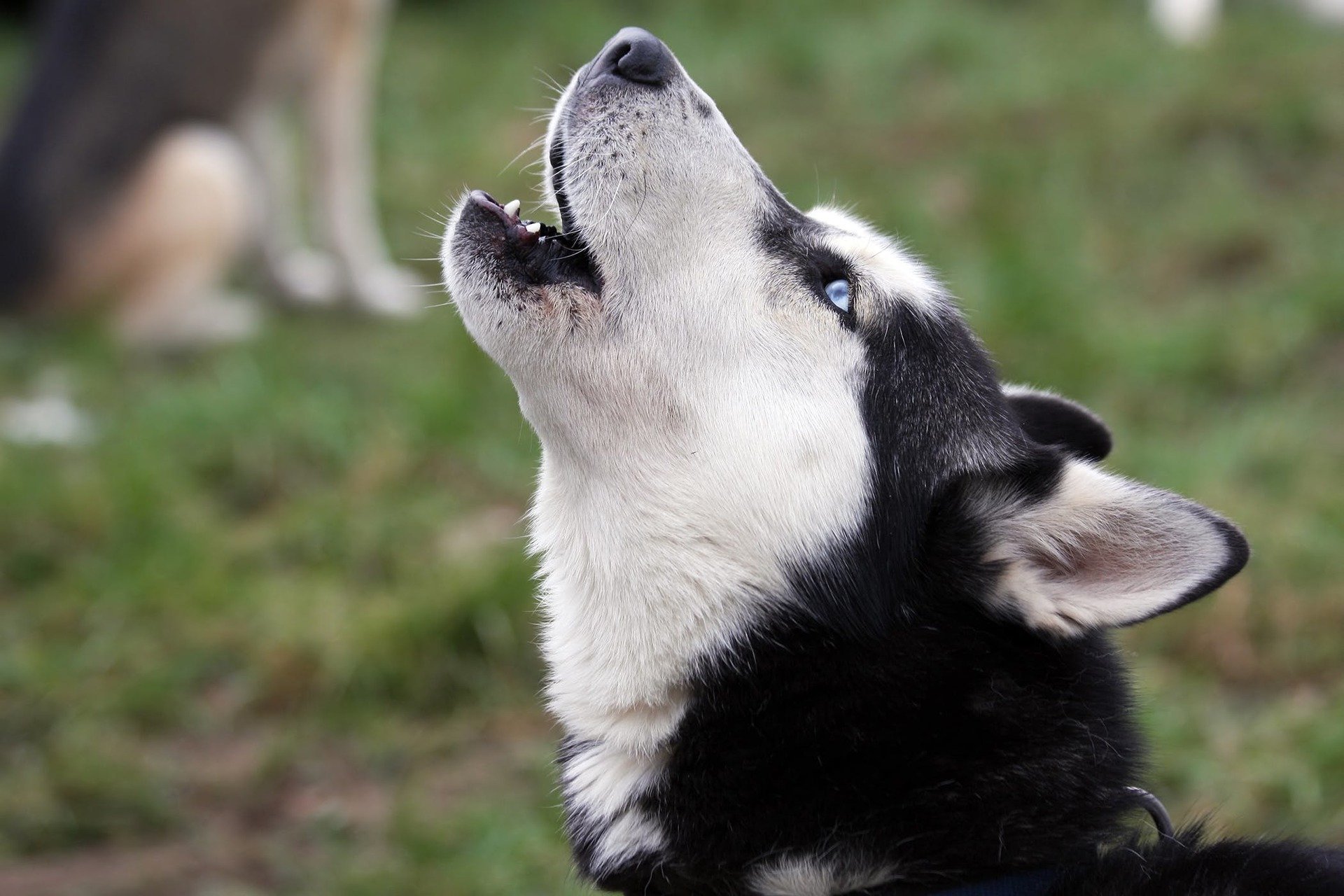 What's wrong with the Husky? Myths and reality - My, Siberian Husky, Husky, Myths, Longpost, Dog