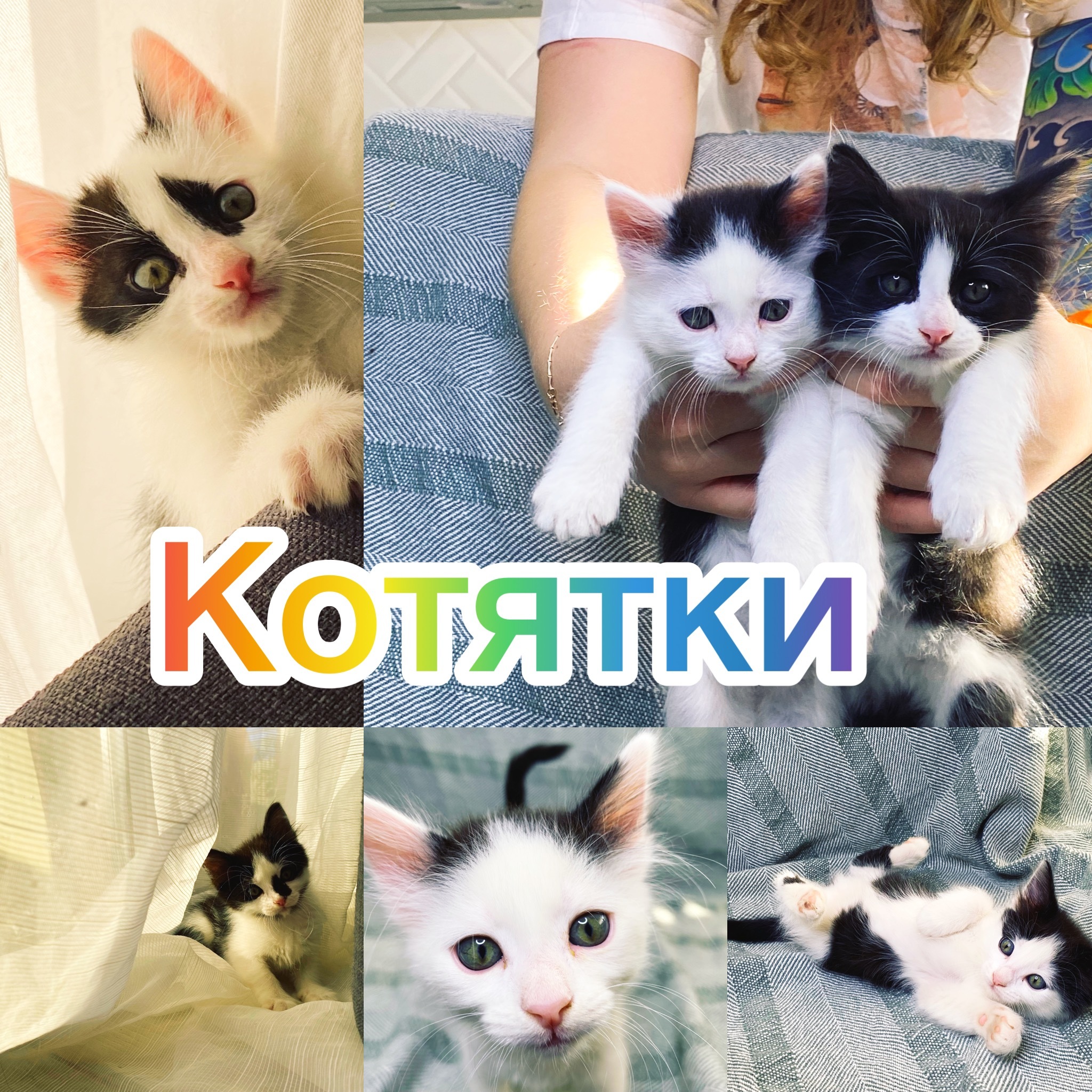 Kittens in good hands Krasnodar - My, No rating, Krasnodar, In good hands, Kittens, cat