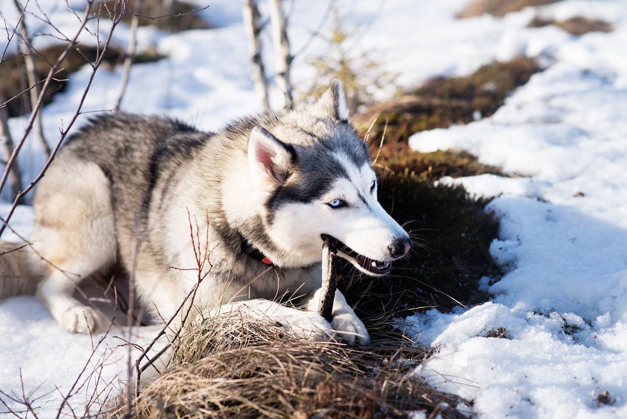 Почему хаски воют. Фото с хаски зимой. Собака ест хаски зимой.