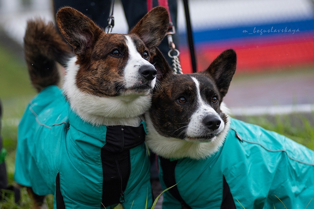 Dog show - My, Dog, Corgi, Exhibition, Dog show, Longpost