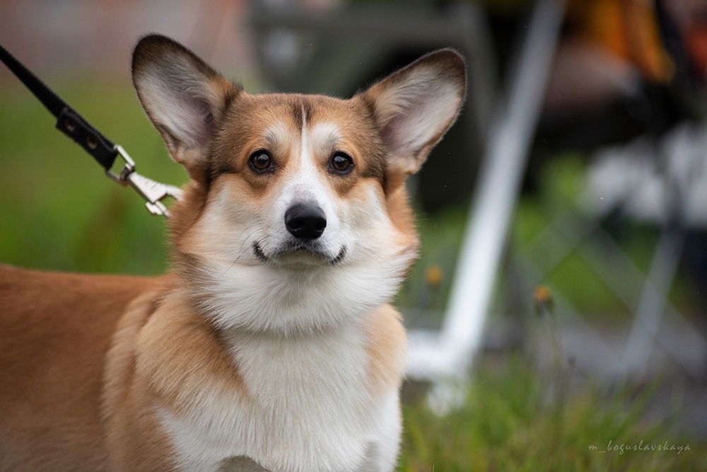 Dog show - My, Dog, Corgi, Exhibition, Dog show, Longpost