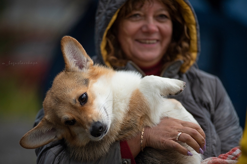 Dog show - My, Dog, Corgi, Exhibition, Dog show, Longpost