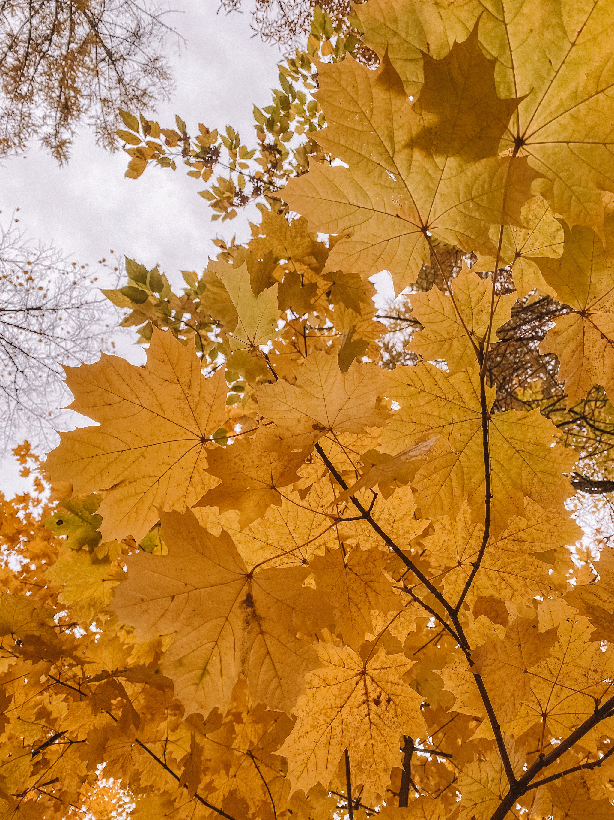 Autumn - My, Autumn, Maple, Rowan, September, Longpost