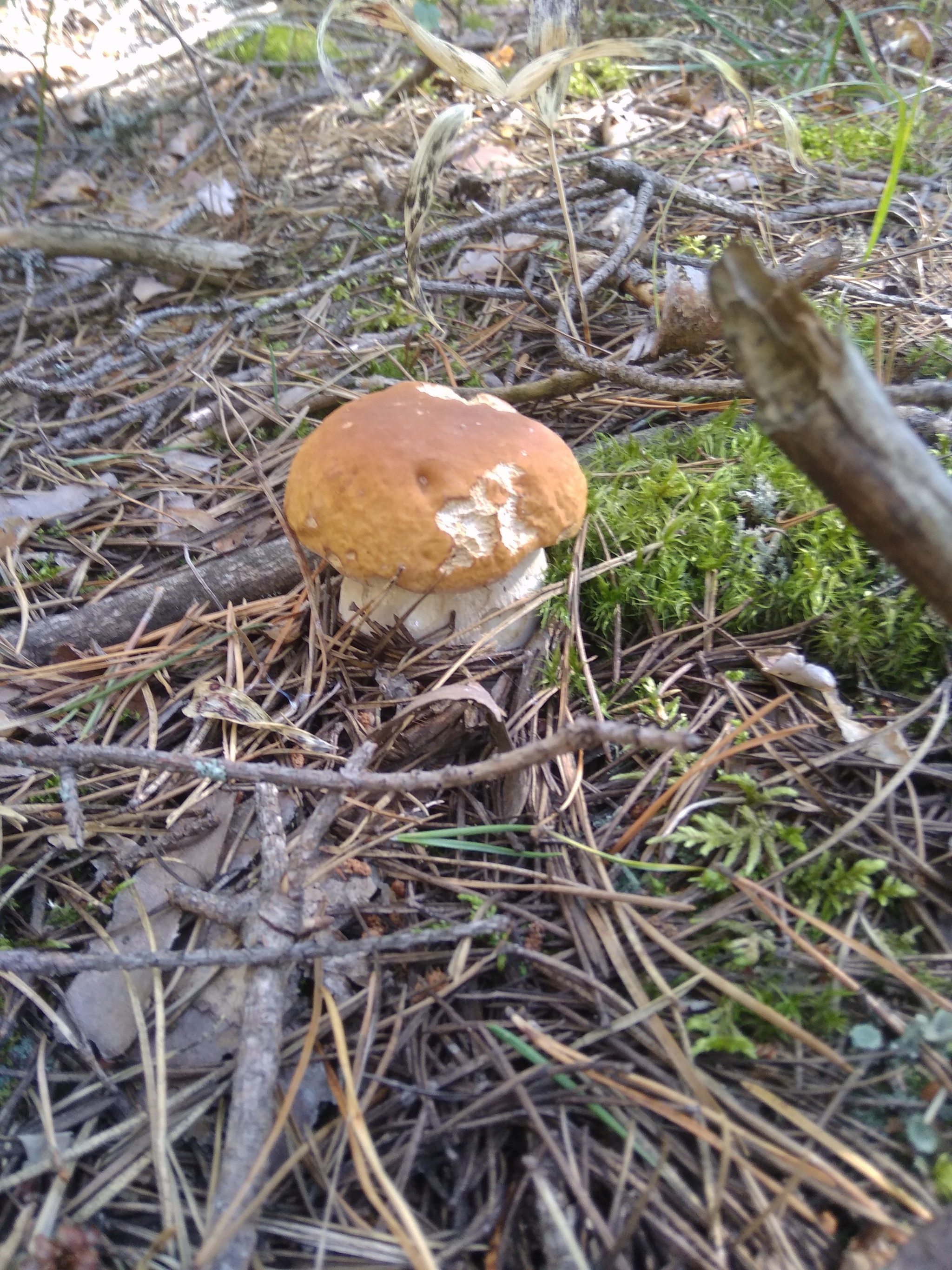 My finds - My, Mushrooms, Mobile photography, Silent hunt, Boletus, Porcini, Longpost