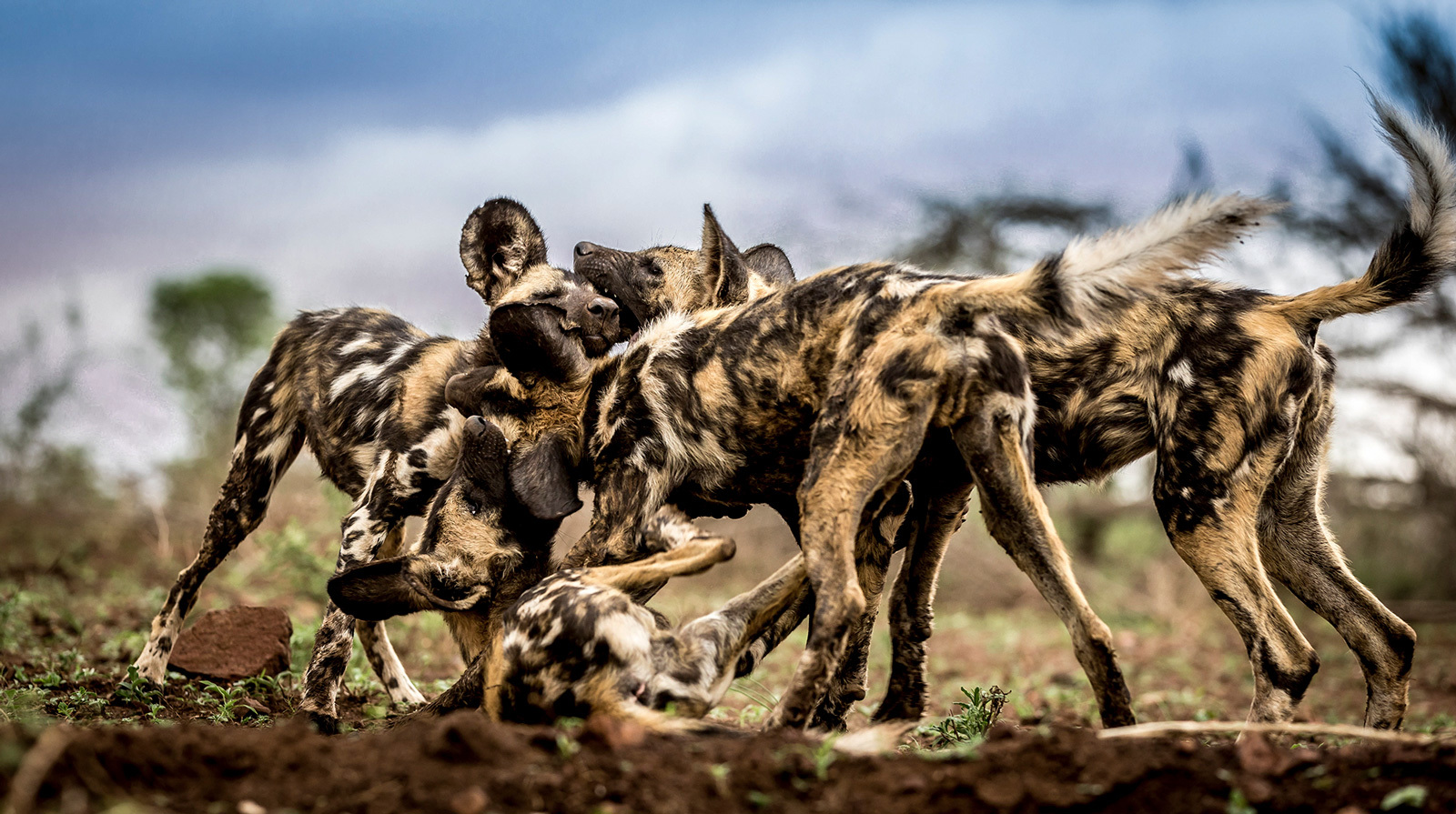 The game - Hyena dog, Canines, Predatory animals, Wild animals, wildlife, Reserves and sanctuaries, South Africa, The photo