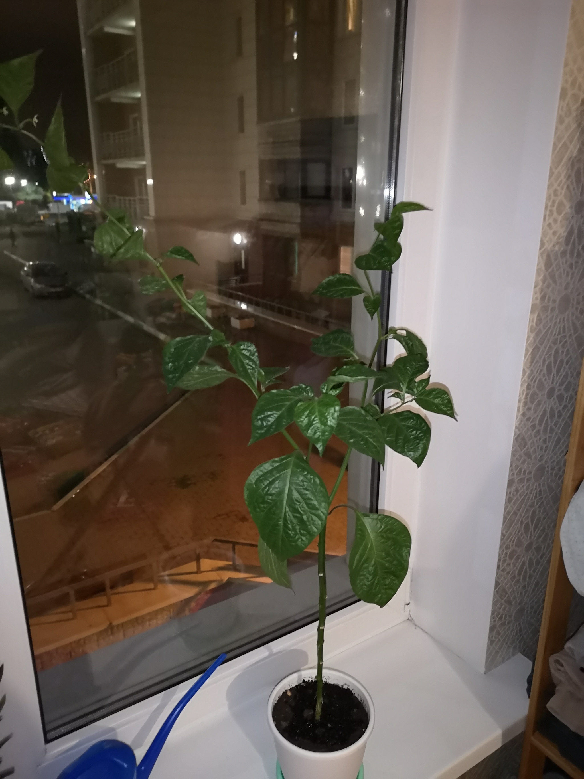 I bought a grown bush of Chocolate Habanero - I have questions - My, Hot peppers, Pepper, Habanero, Longpost