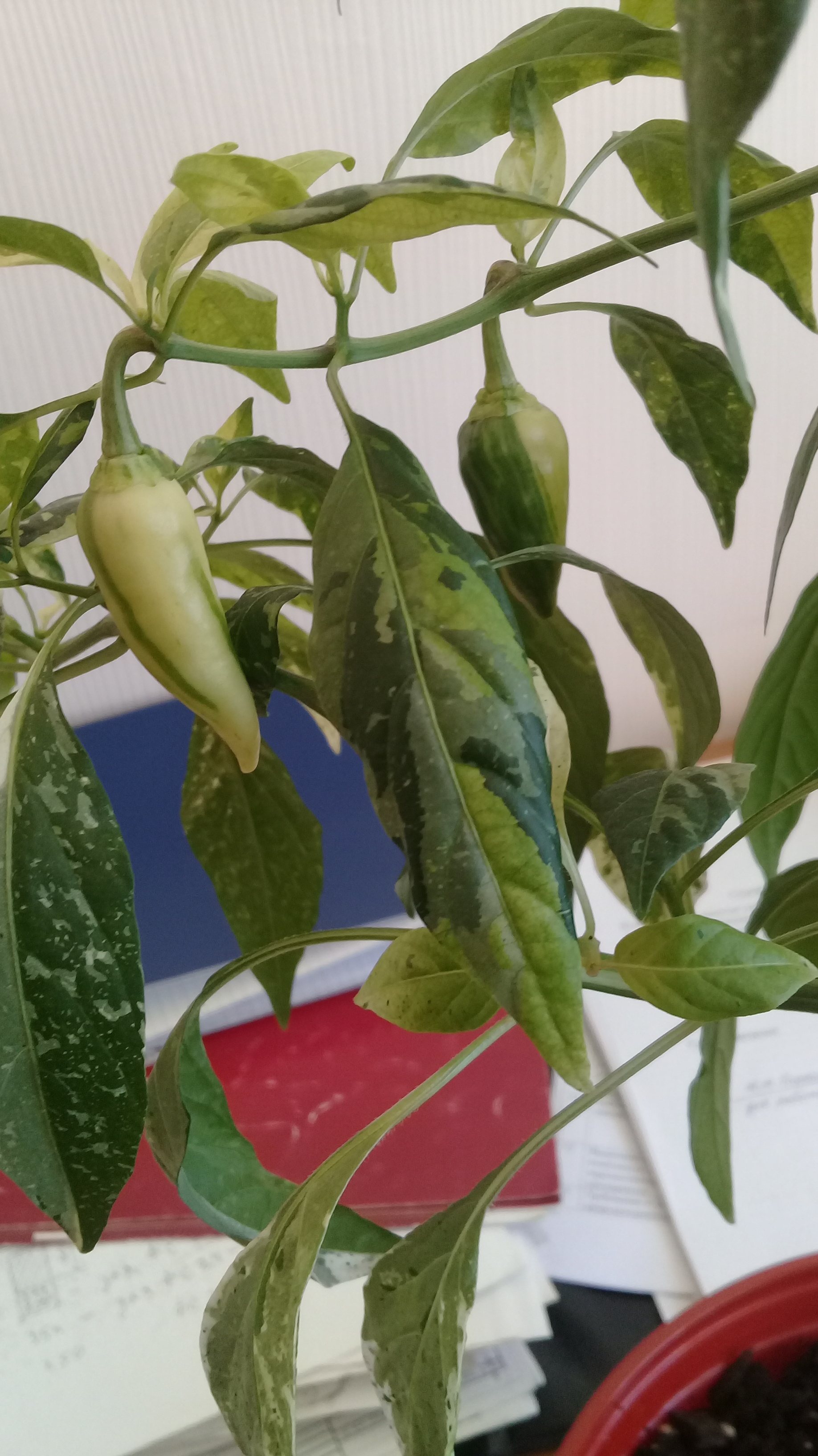 My peppers. - My, Pepper farming, Hot peppers, Vegetable garden on the windowsill, Hobby, Report, Longpost, The photo