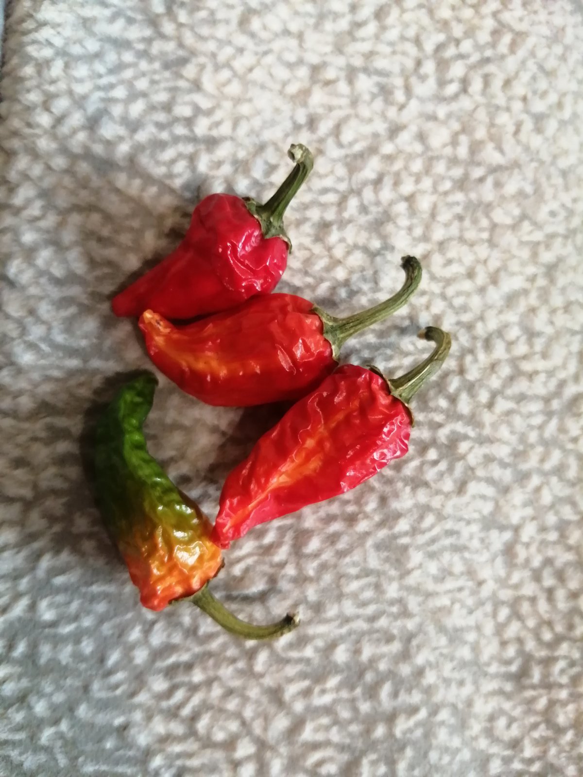 My peppers. - My, Pepper farming, Hot peppers, Vegetable garden on the windowsill, Hobby, Report, Longpost, The photo