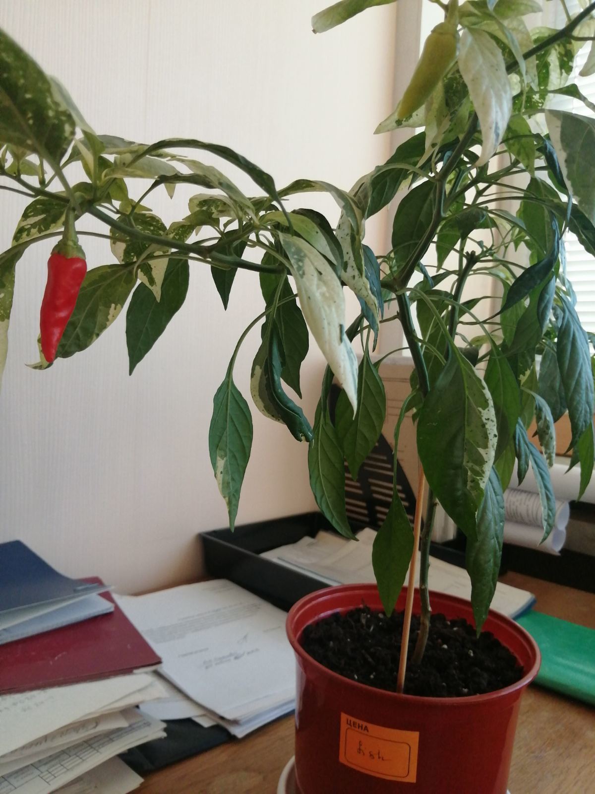 My peppers. - My, Pepper farming, Hot peppers, Vegetable garden on the windowsill, Hobby, Report, Longpost, The photo