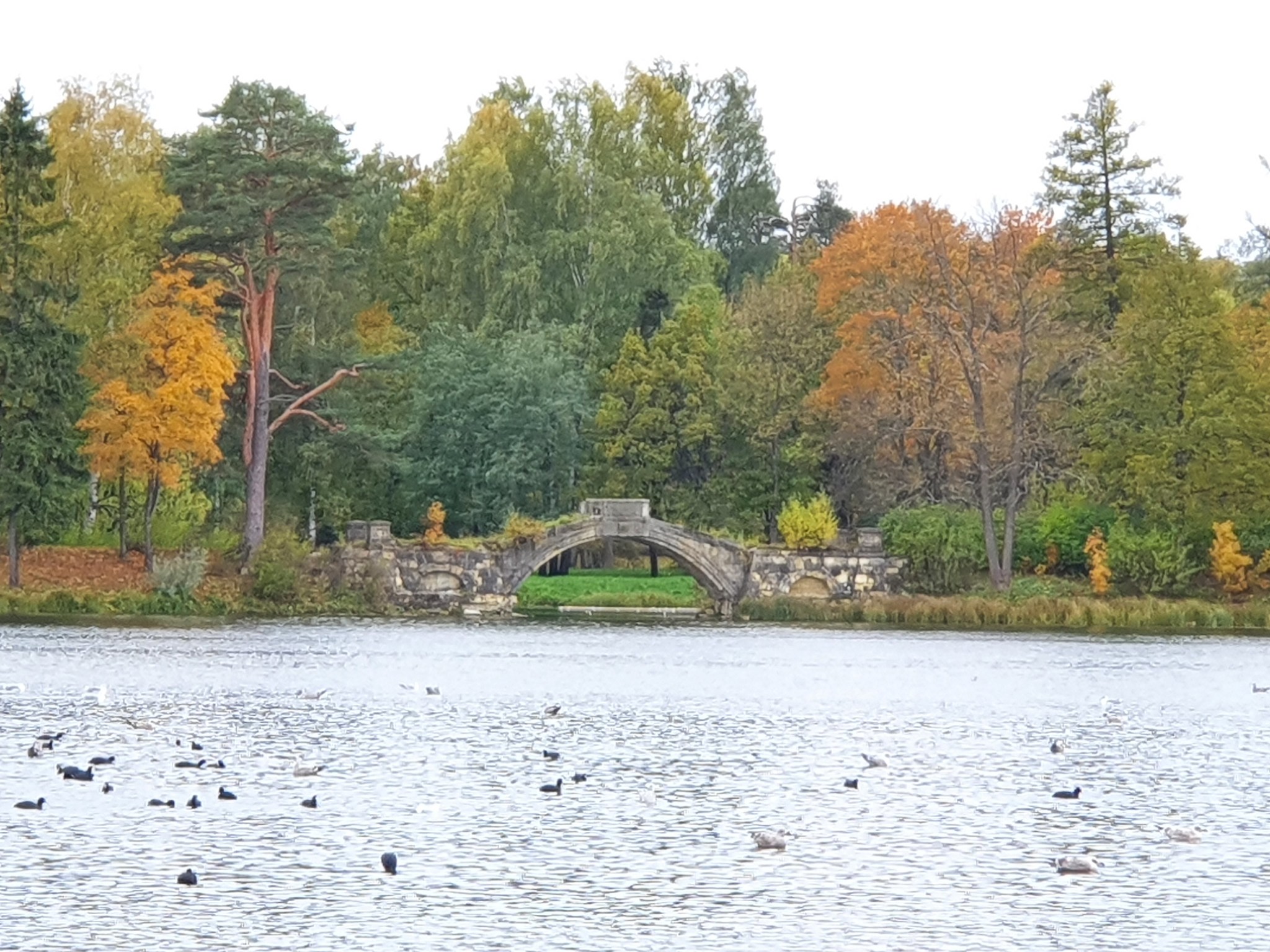 Autumn. - My, Longpost, Gatchina, Nature, Mobile photography, Photo on sneaker, Samsung Galaxy