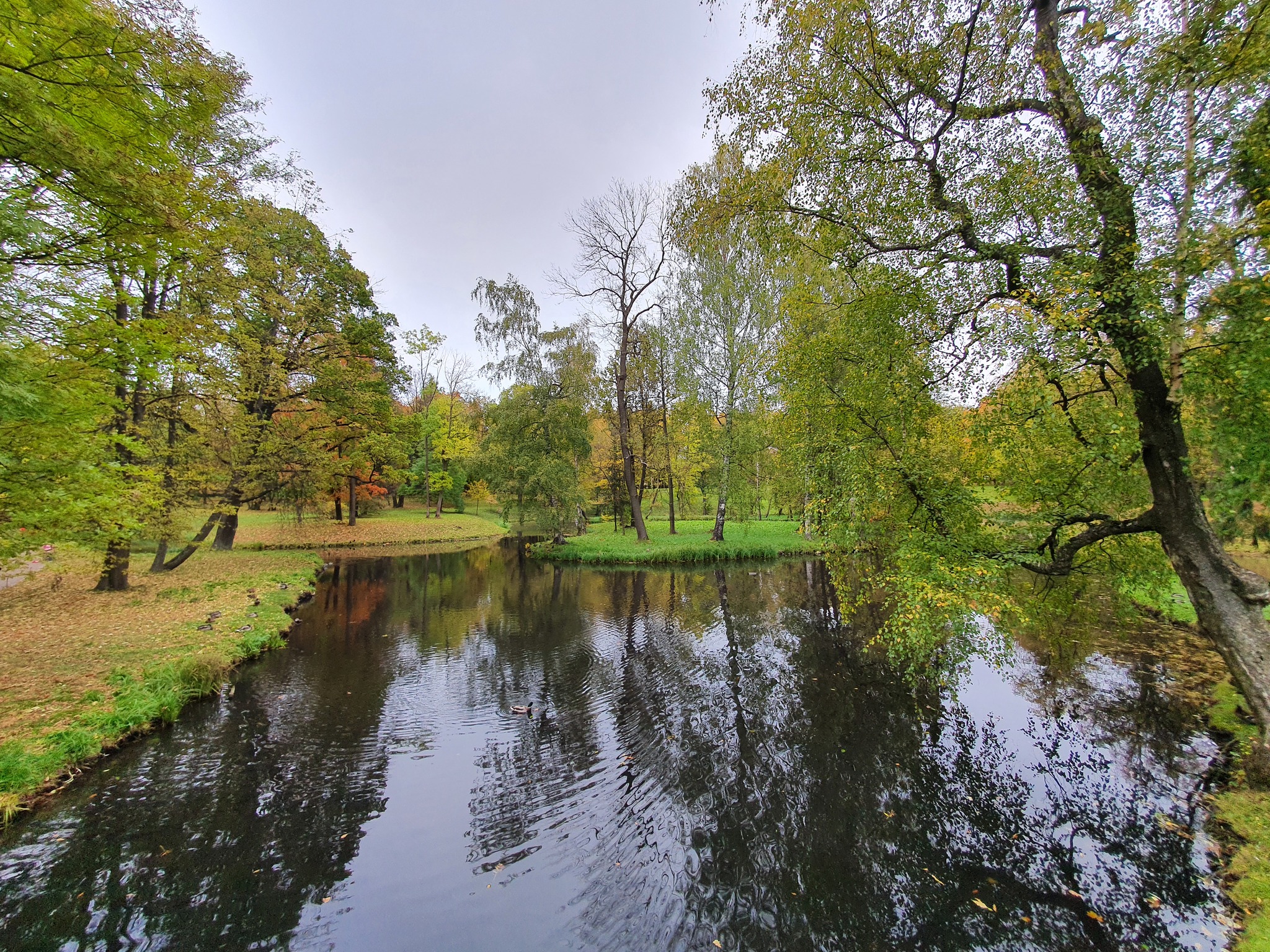 Autumn. - My, Longpost, Gatchina, Nature, Mobile photography, Photo on sneaker, Samsung Galaxy