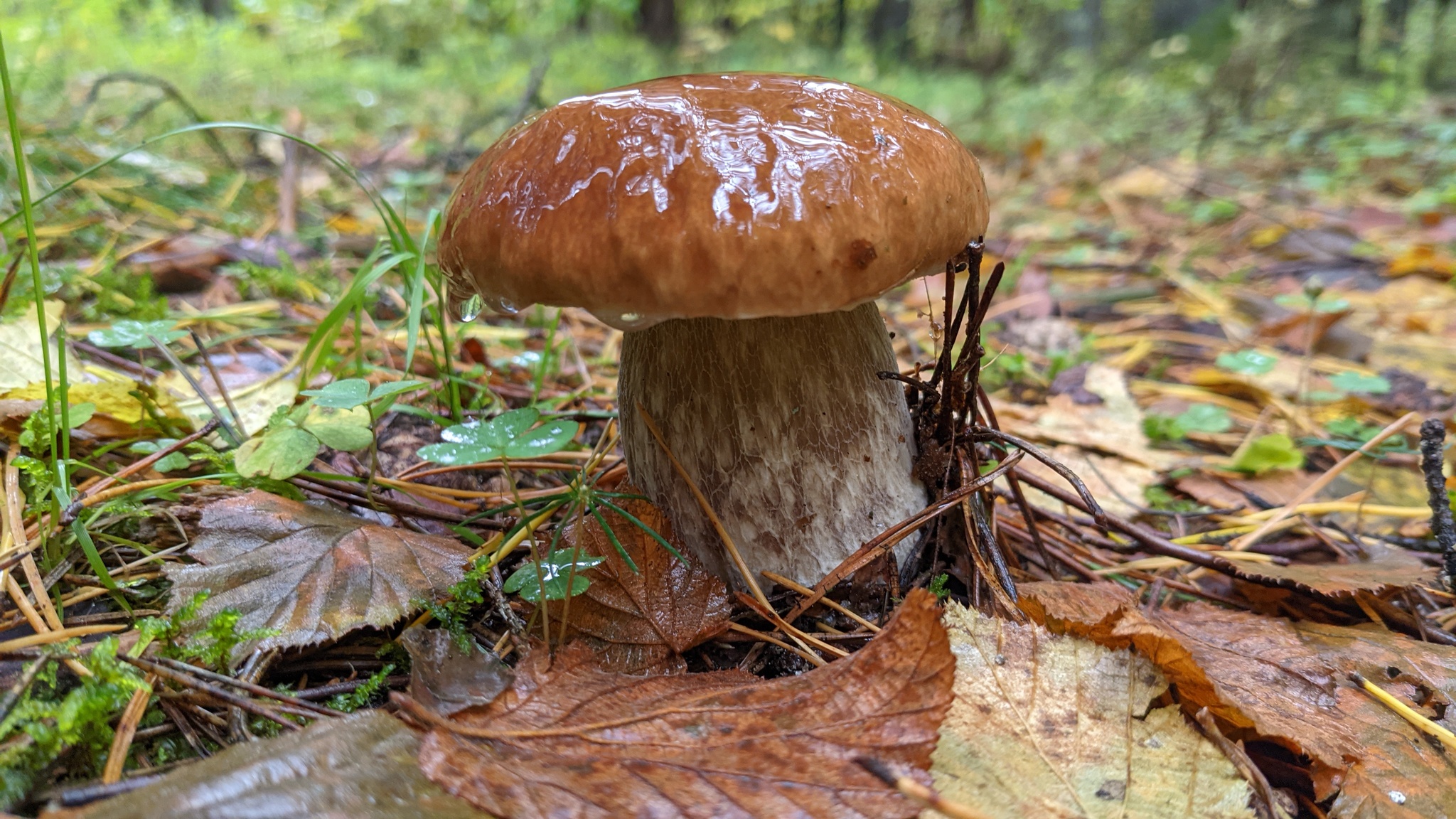 Autumn in the forest - My, Google pixel smartphone, Mobile photography, Mushrooms, Autumn leaves