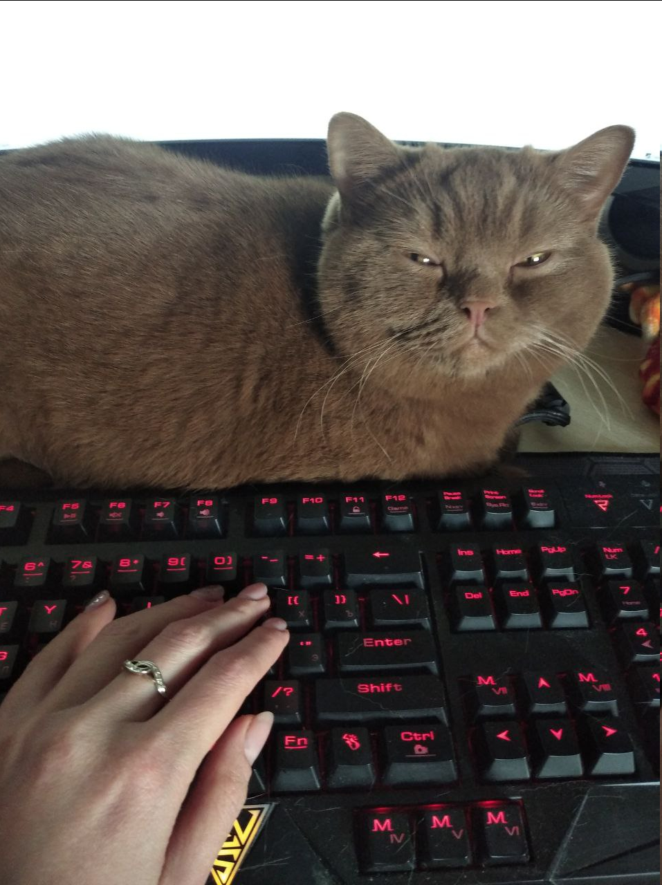 When I logged into my home computer remotely... - My, Remote work, Animals, cat, House, Longpost, Screenshot, The photo