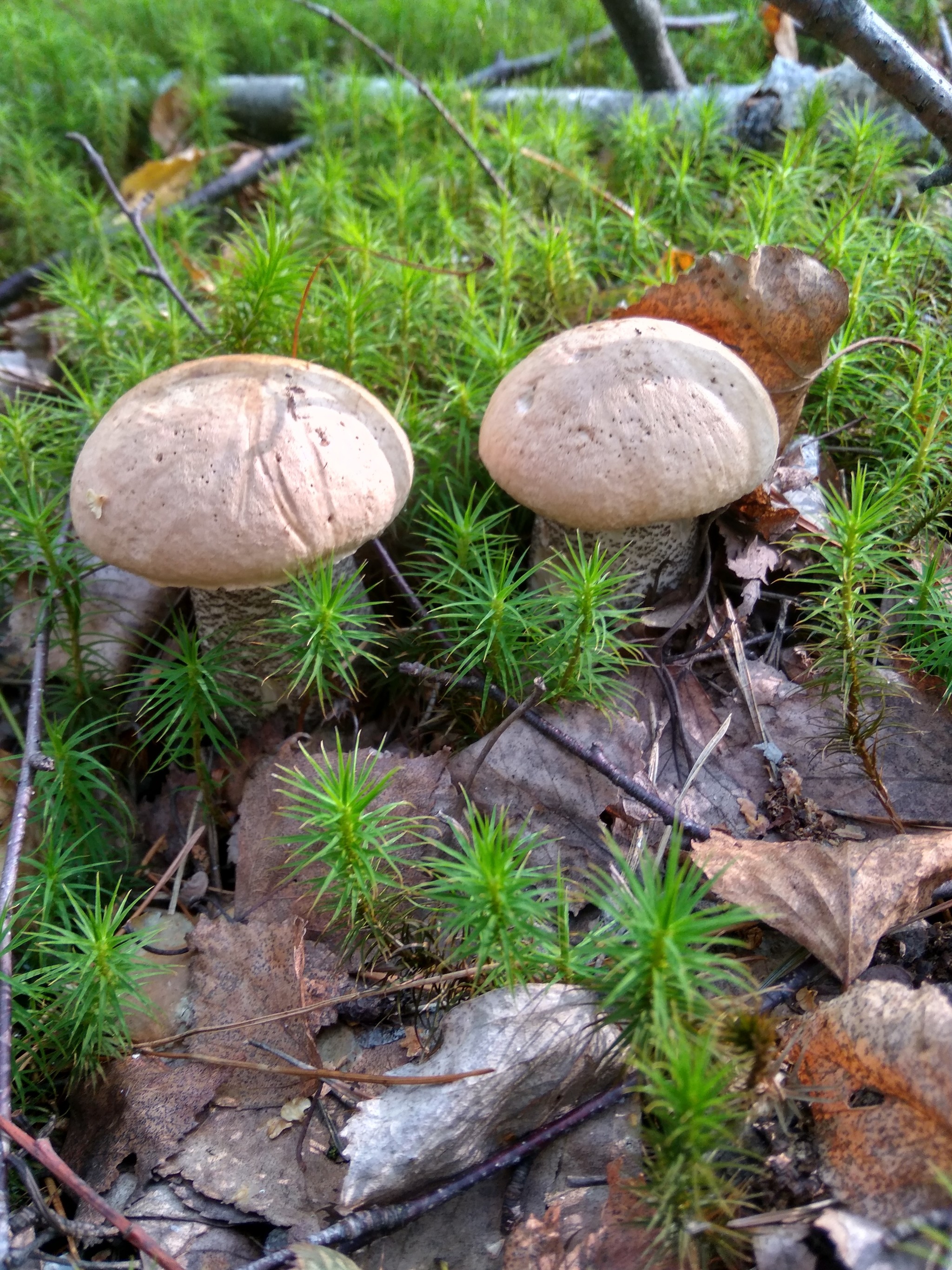 My finds - My, Mushrooms, Mobile photography, Silent hunt, Boletus, Porcini, Longpost