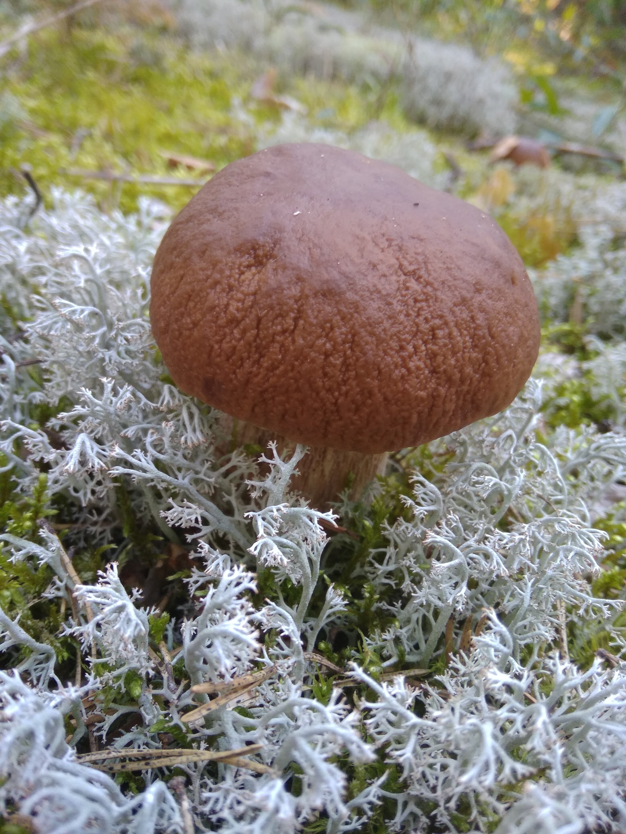 My finds - My, Mushrooms, Mobile photography, Silent hunt, Boletus, Porcini, Longpost