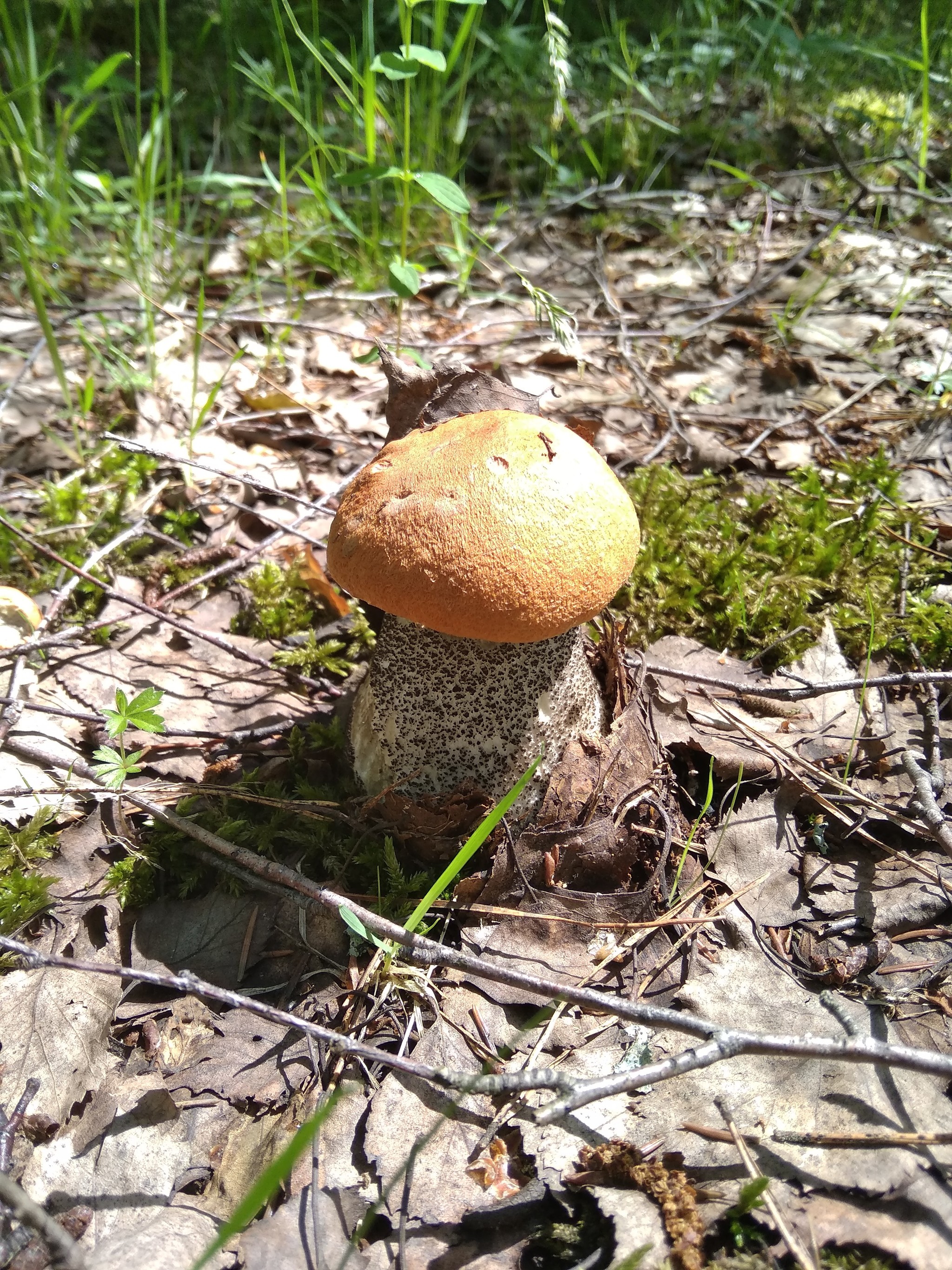 My finds - My, Mushrooms, Mobile photography, Silent hunt, Boletus, Porcini, Longpost